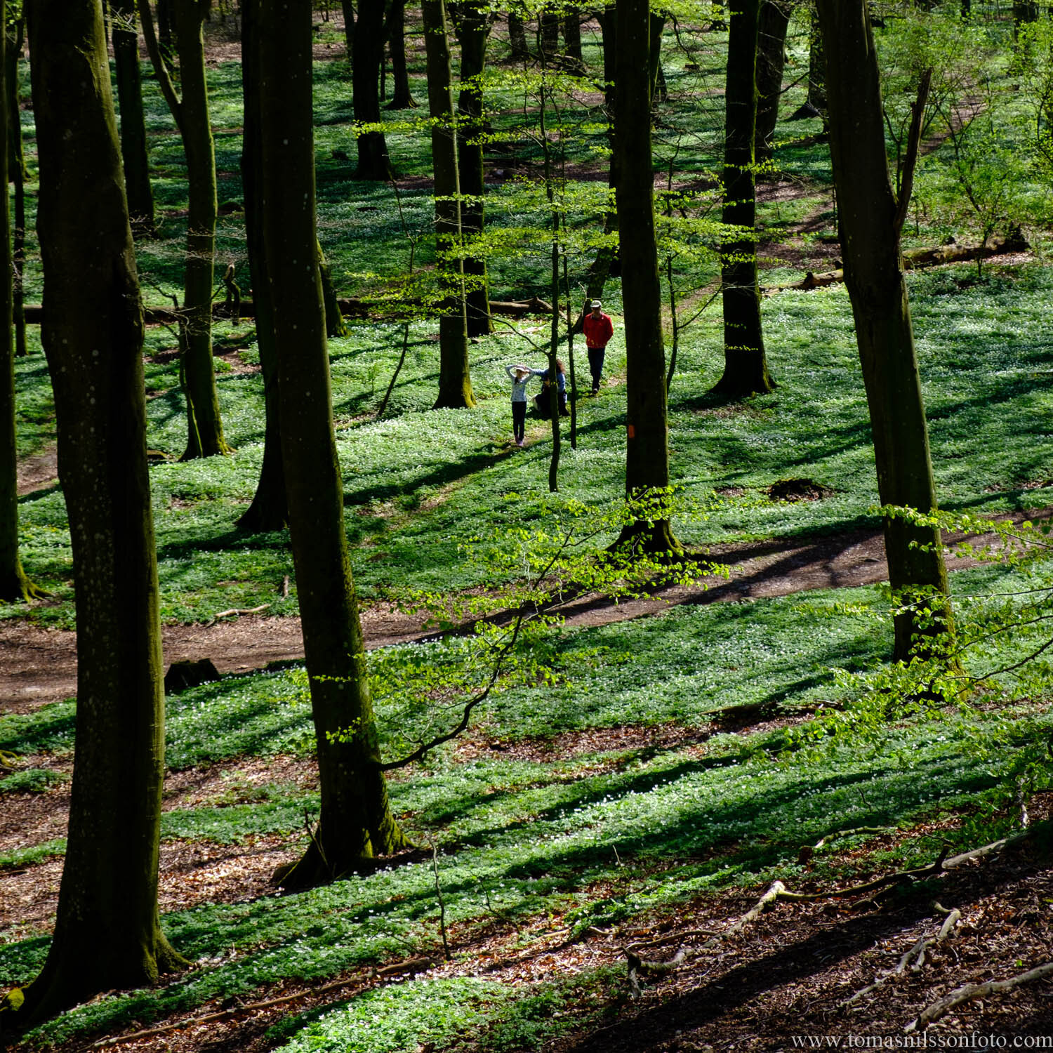 Day 130 - May 10: Forest Family