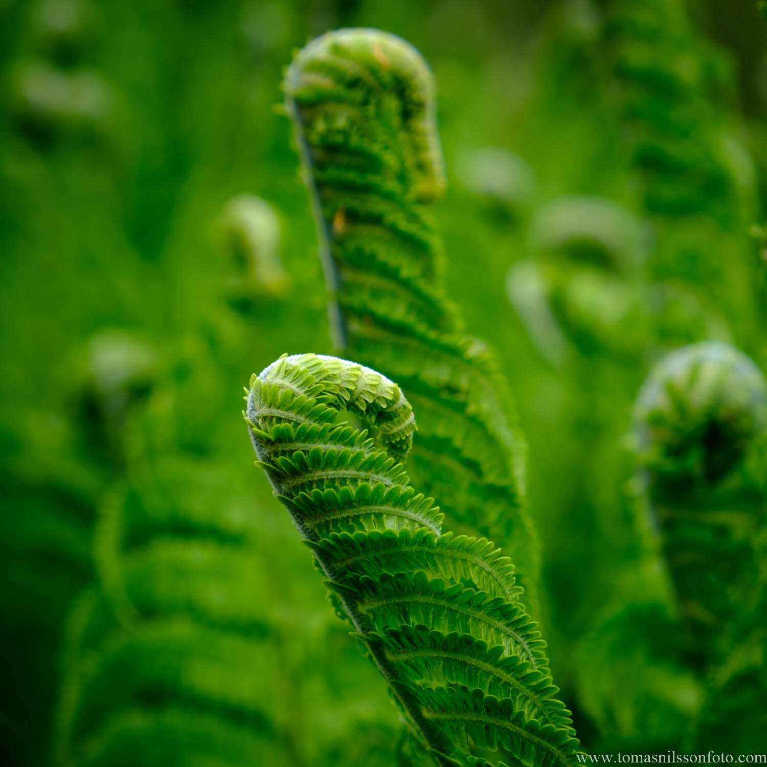 Day 136 - May 16: Little Ferns