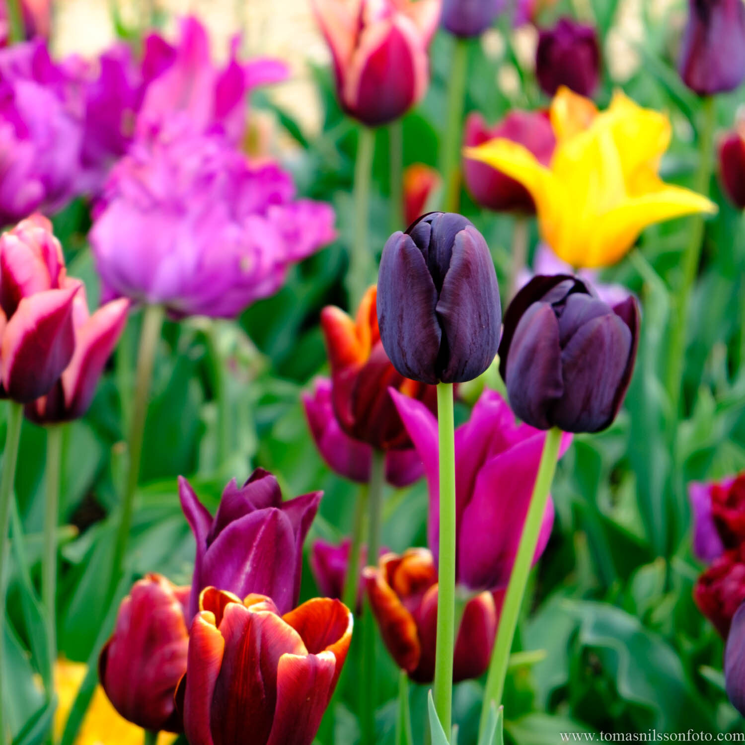 Day 137 - May 17: Technicolor Tulips