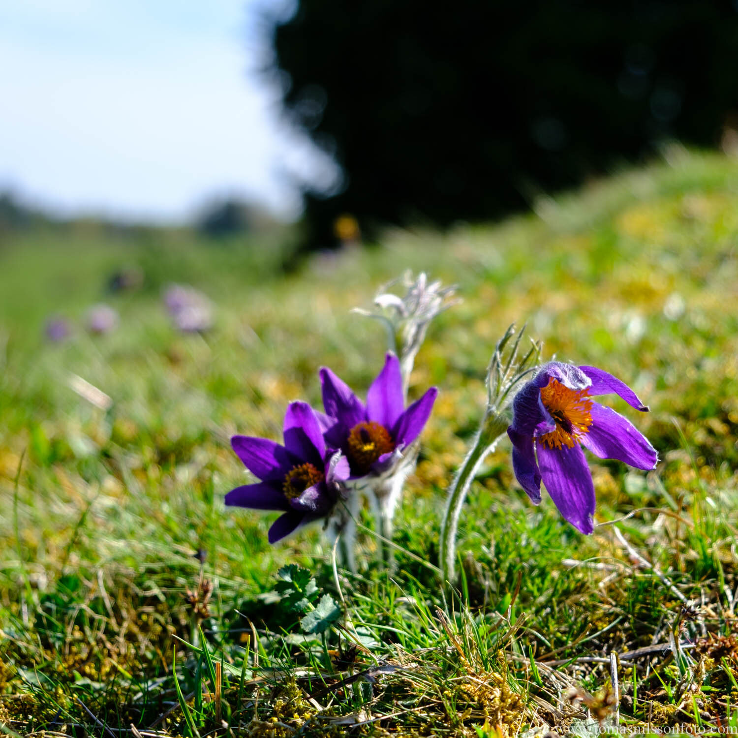 Day 139 - May 19: Sunny & Purple