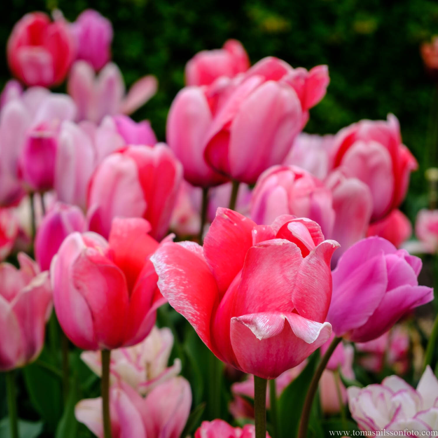 Day 143 - May 23: Abundant Pink