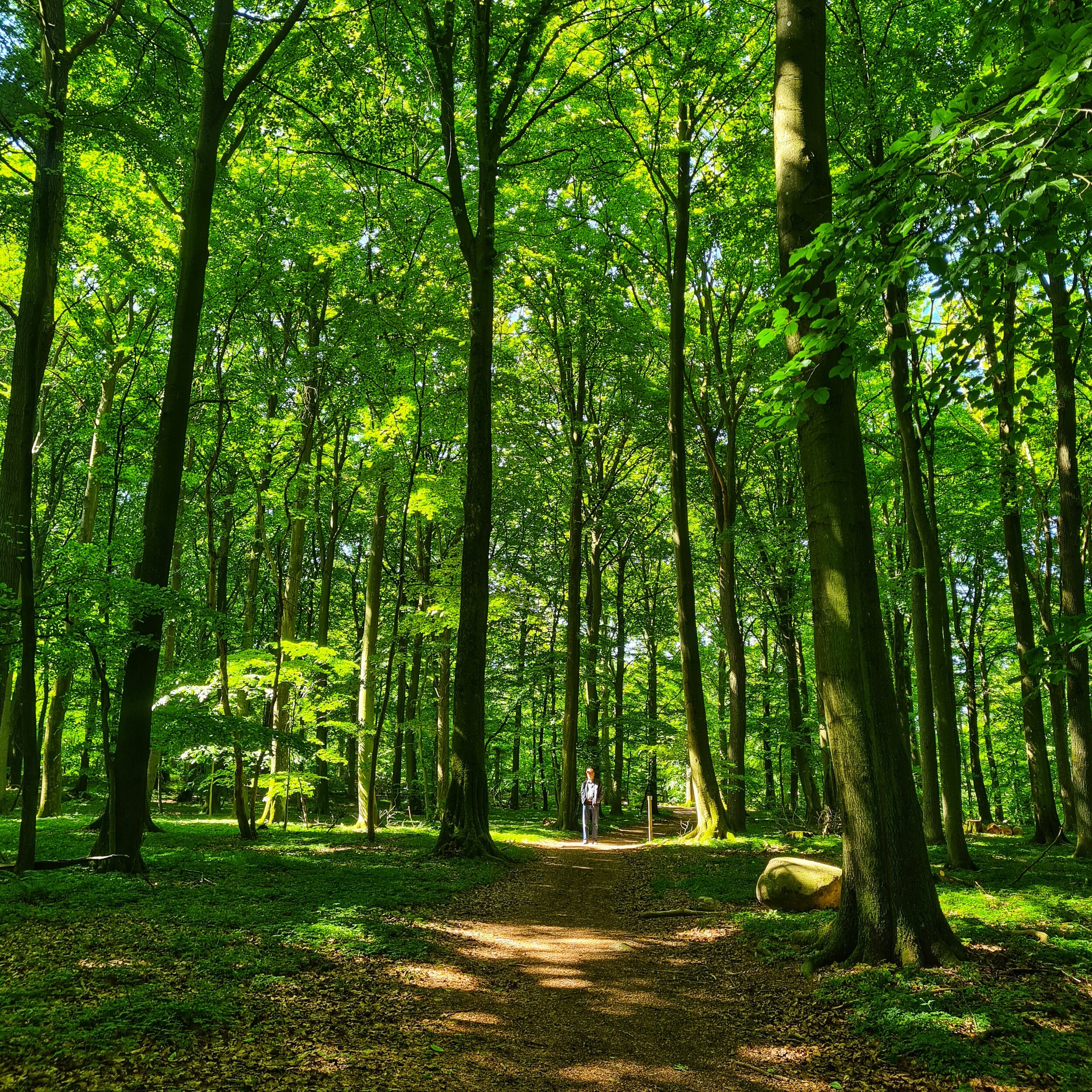 Day 150 - May 30: Beech Paradise