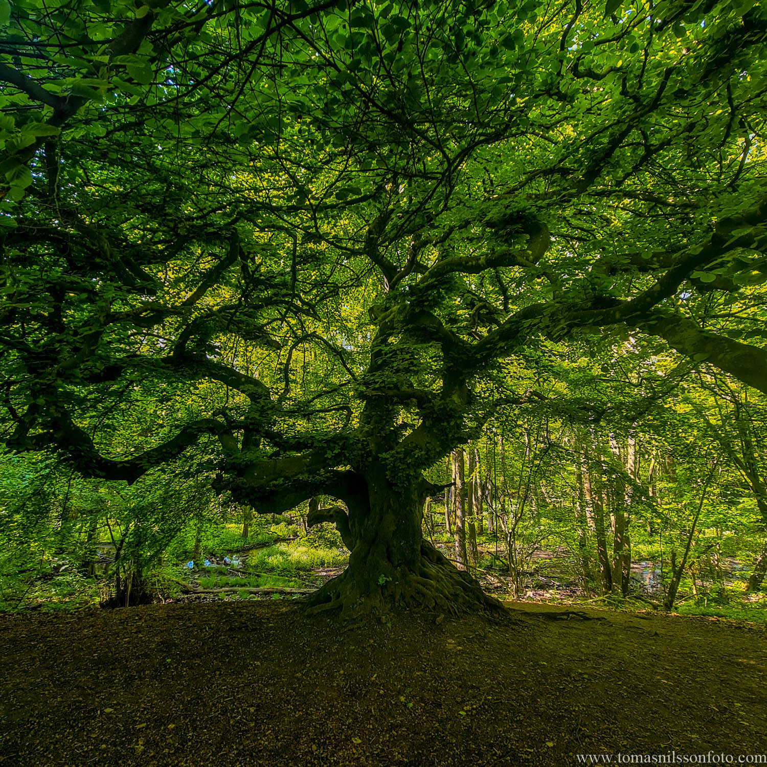 Day 152 - June 1:  Under An Ancient Canopy