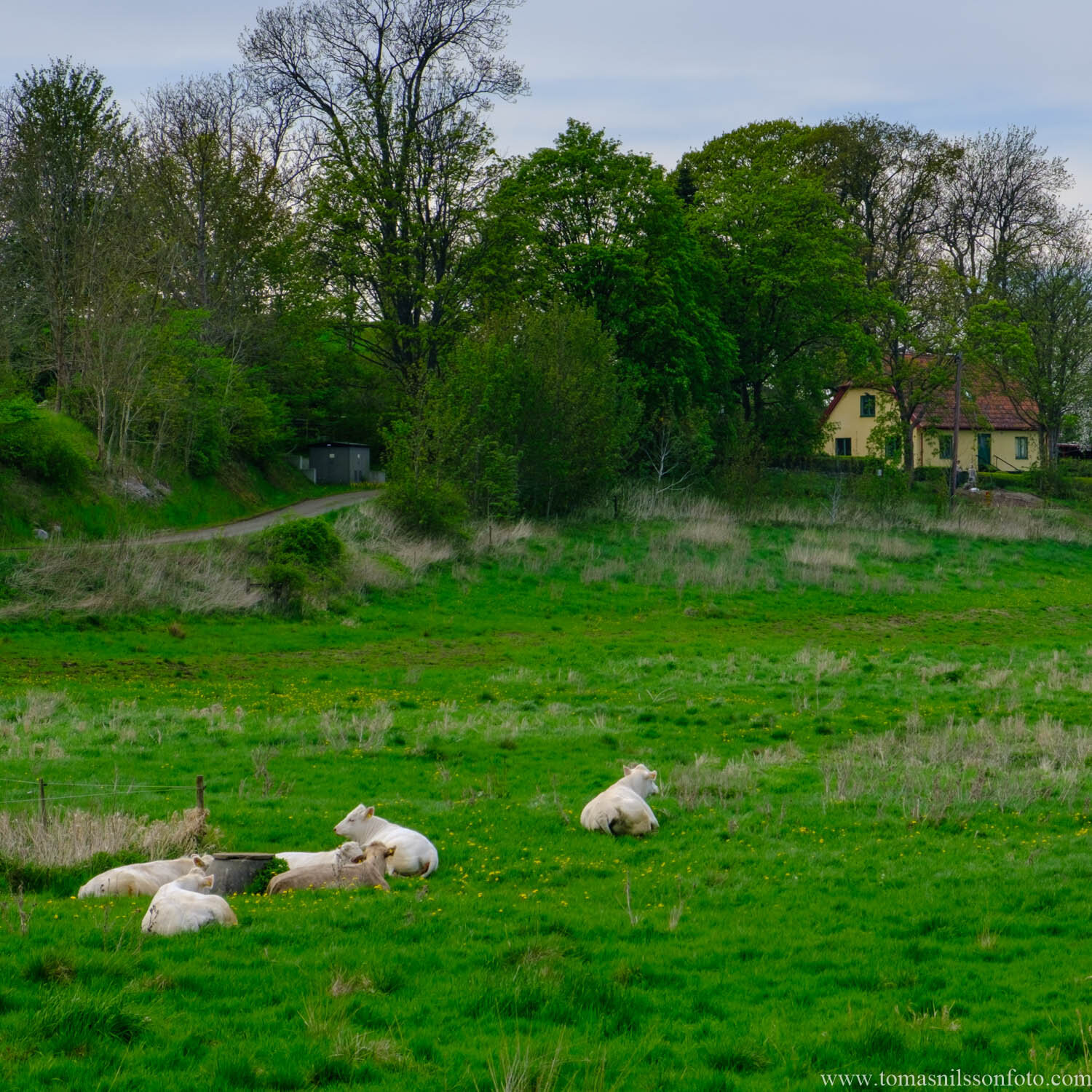 Day 155 - June 4: Siesta in the milk factory