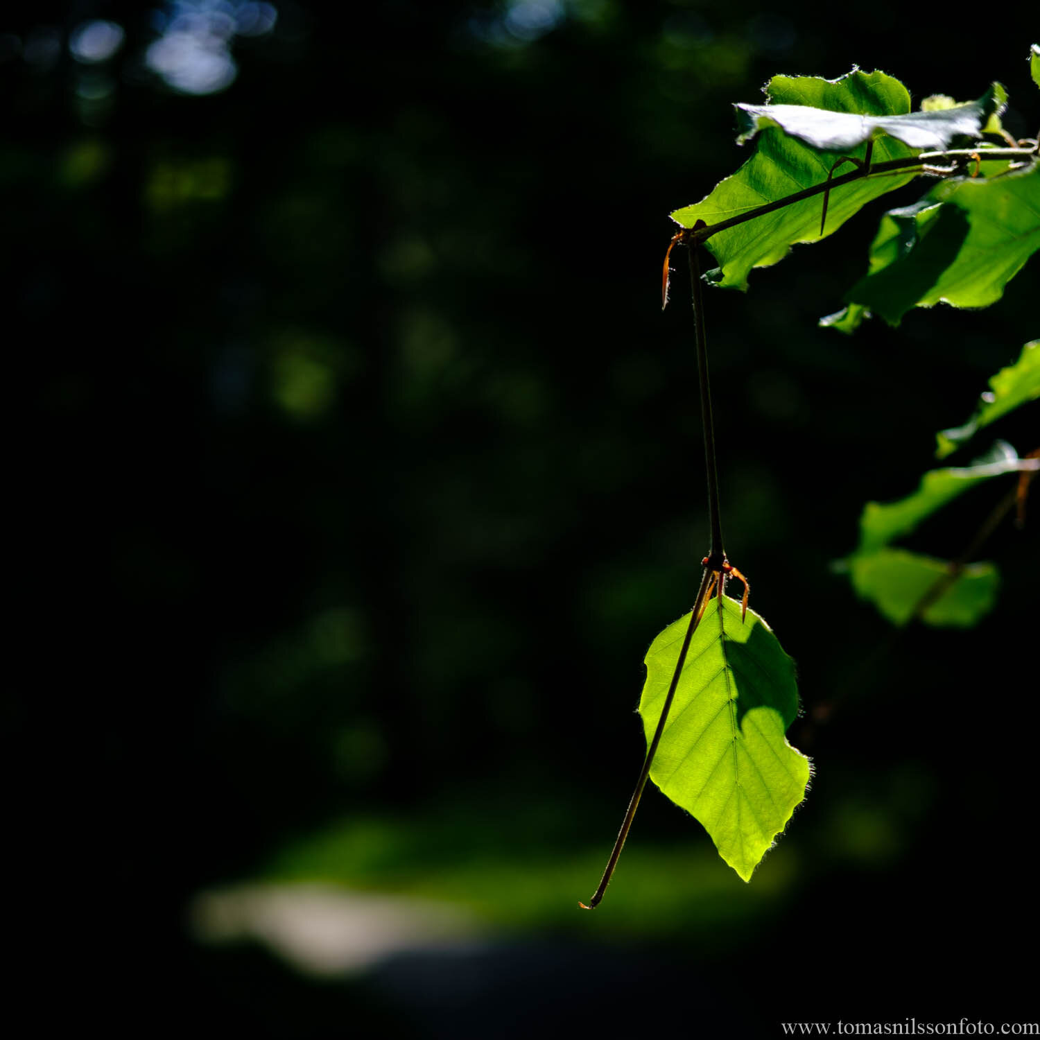 Day 163 - June 12: Backlit Leaf