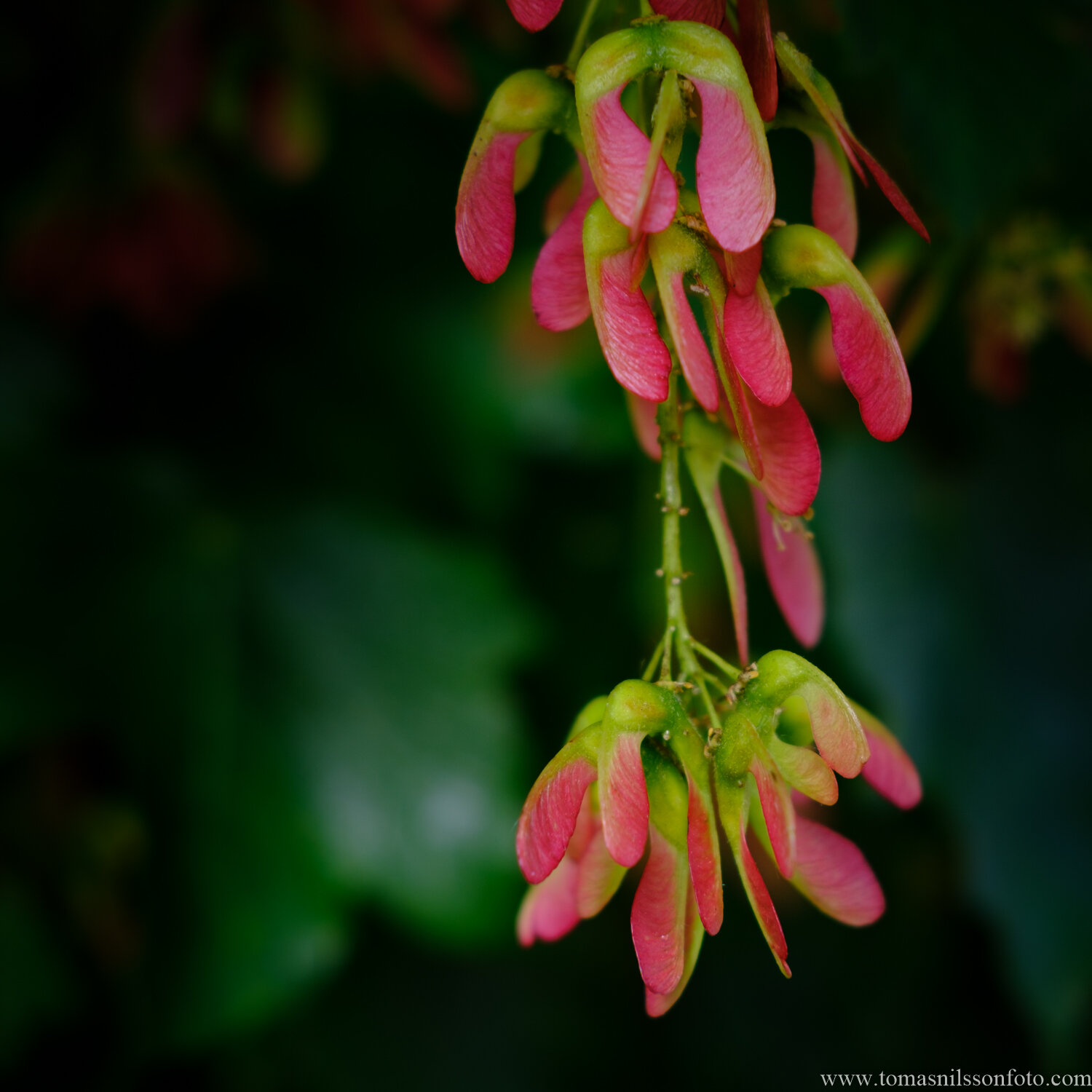 Day 168 - June 17: Red Cluster