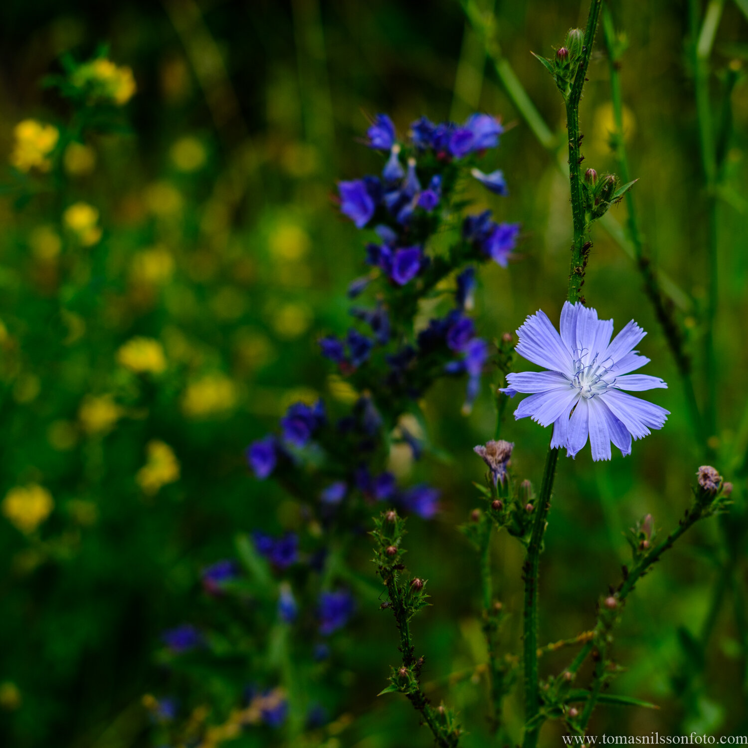 Day 178 - June 27: Three Colors