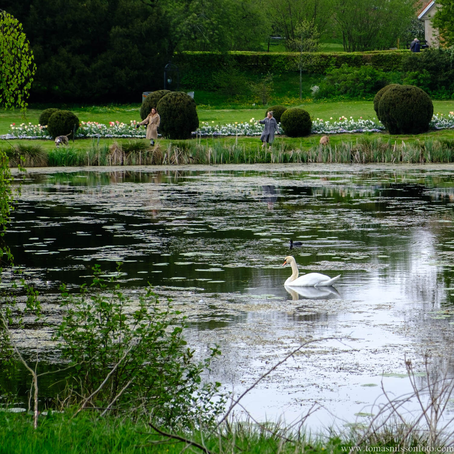 Day 184 - July 3: Swan Pond