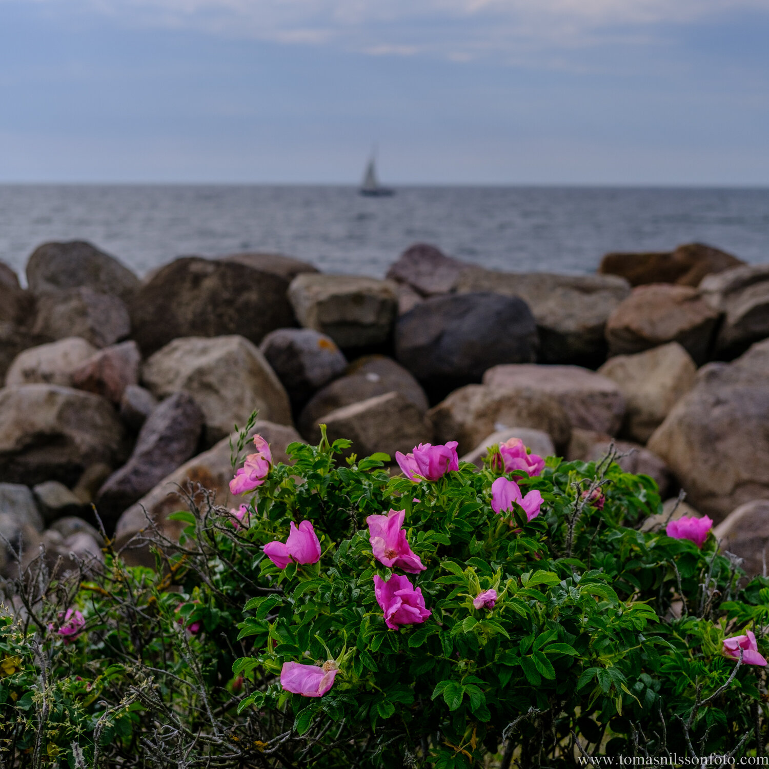 Day 183 - July 2: Seaside Flowers