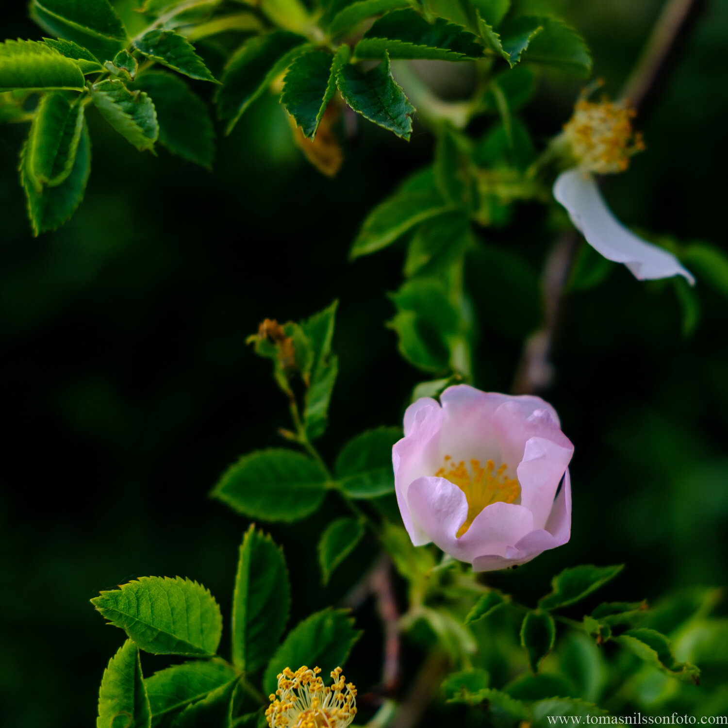 Day 186 - July 5: Delicate