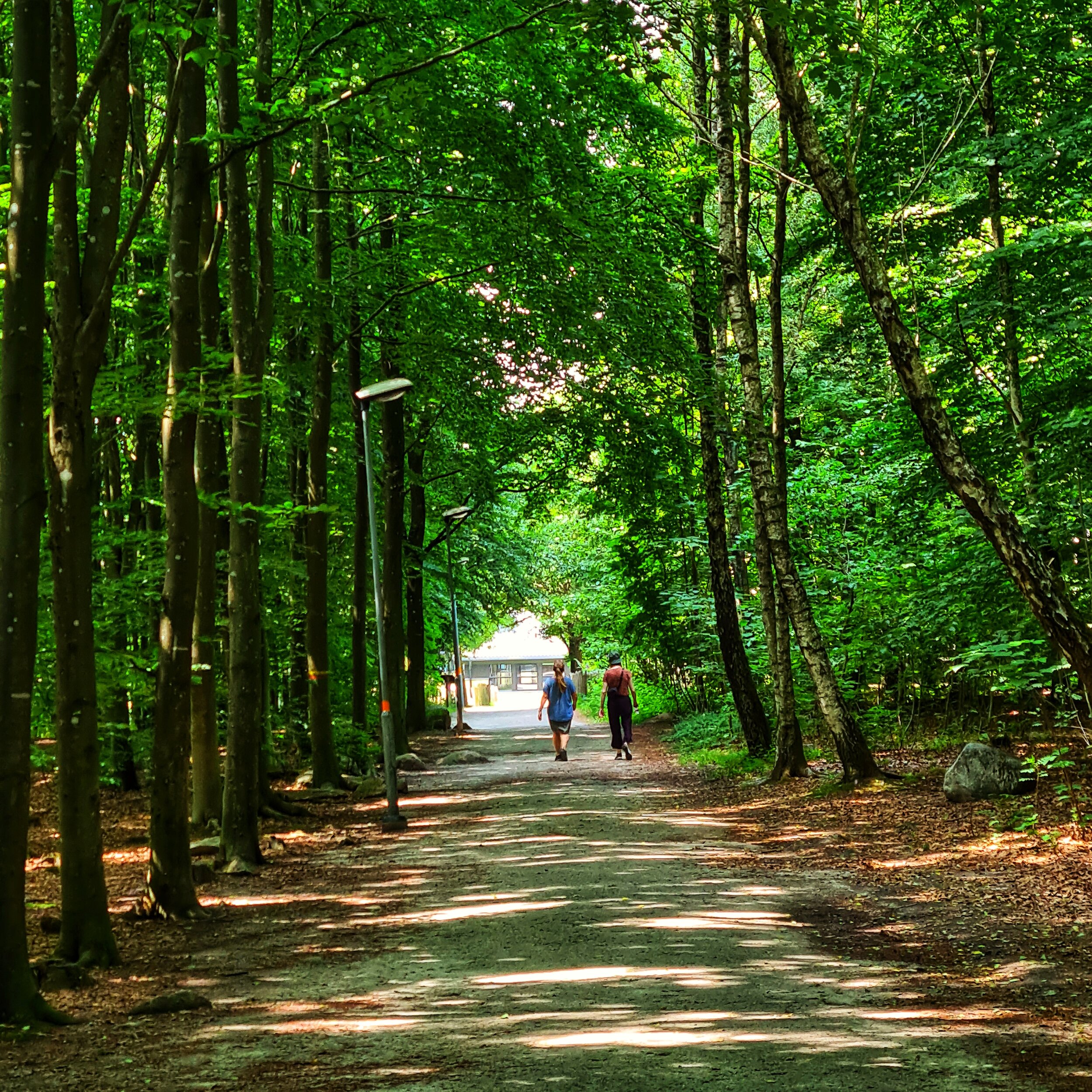 Day 196 - July 15: A walk in the shade