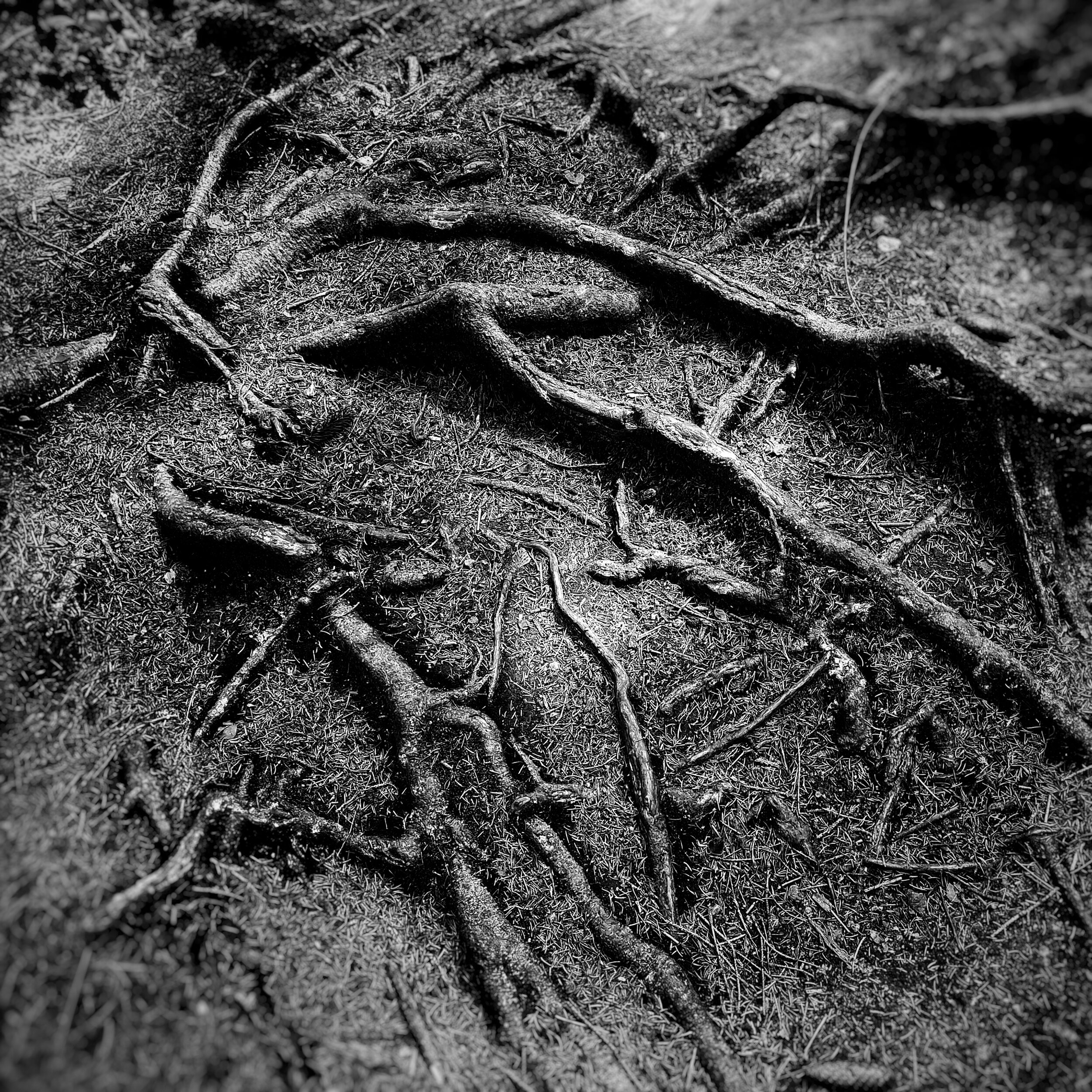 Day 195 - July 14: Roots