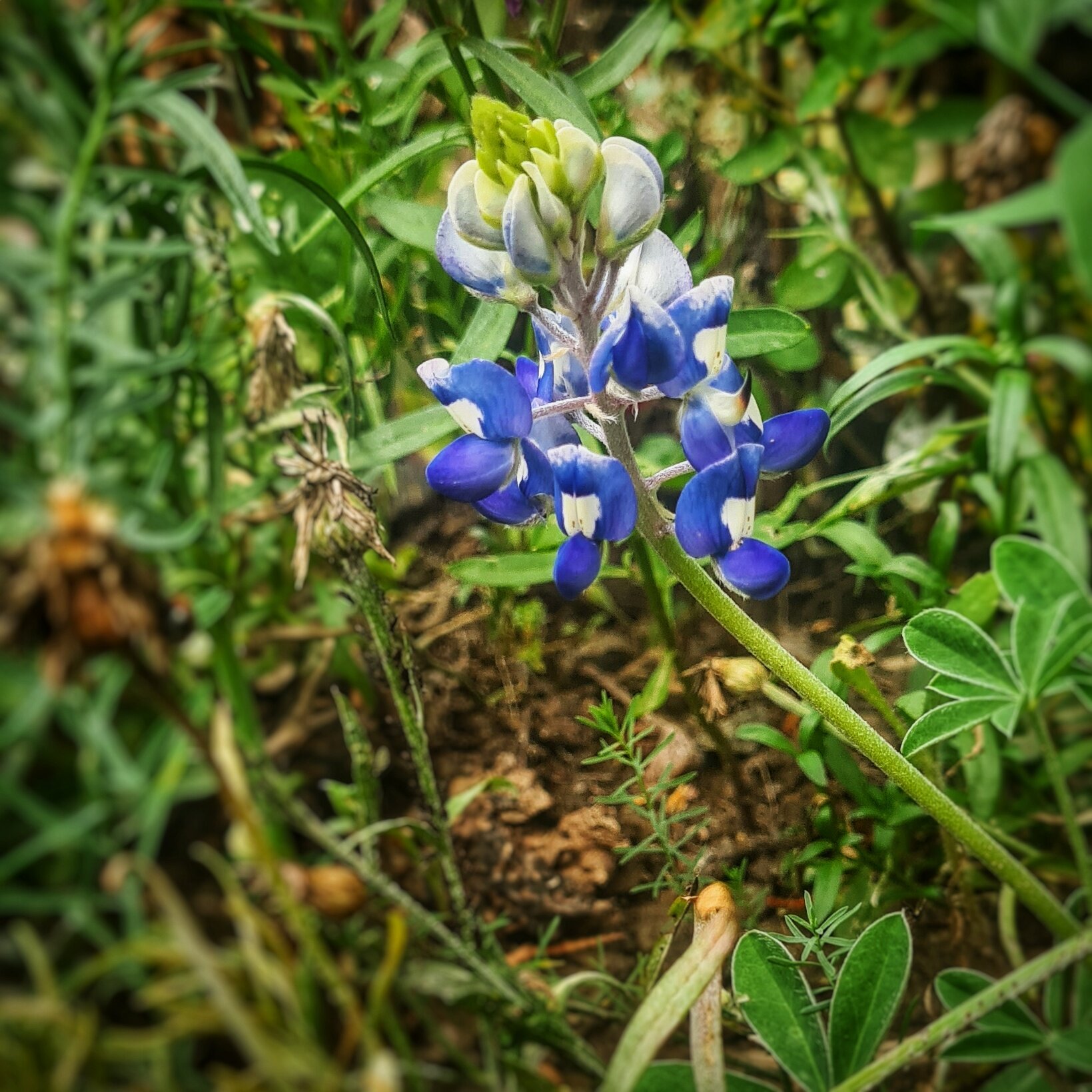 Day 262 - September 19: A little Texas in Sweden