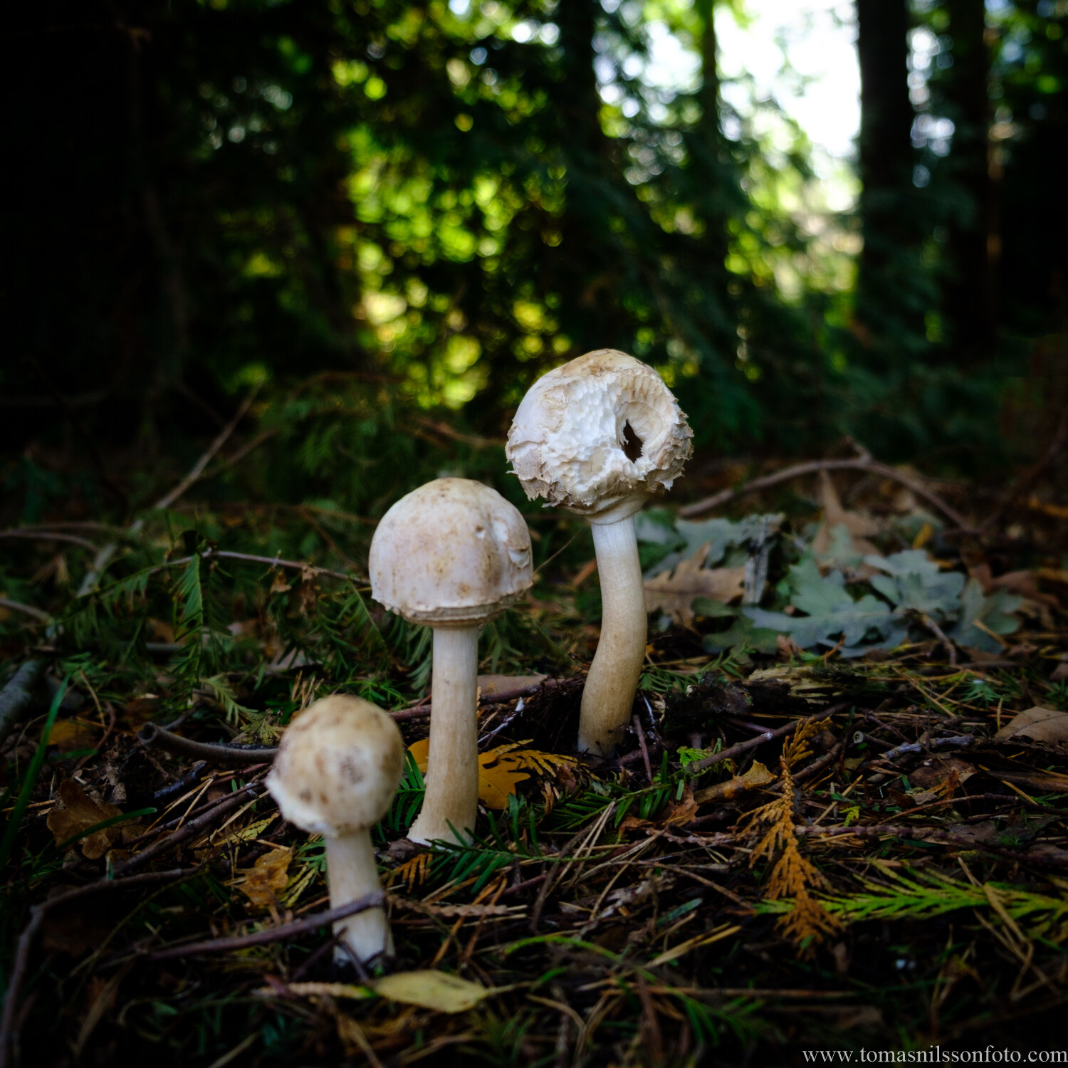 Day 282 - October 9: Mushroom Season