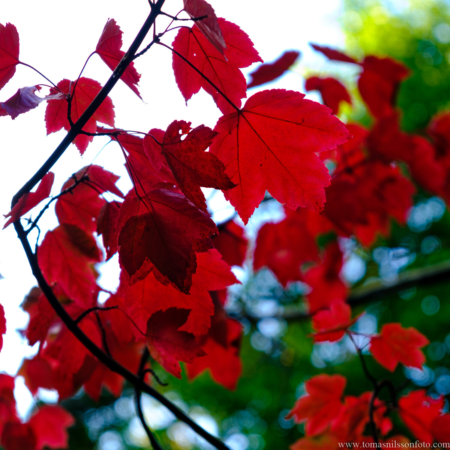 Day 284 - October 11: Maple Leaves