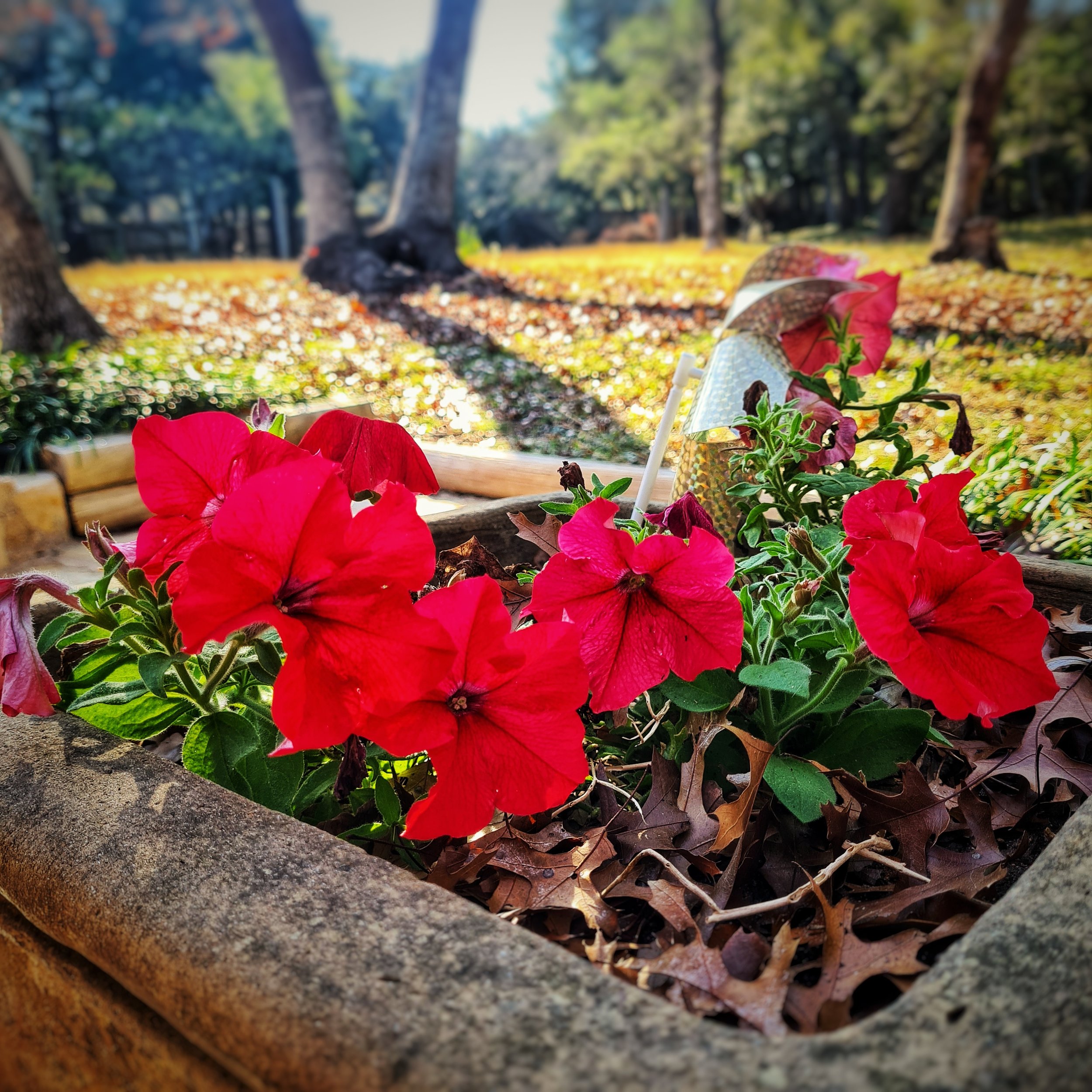 Day 360 - December 26: Texan Midwinter Flowers