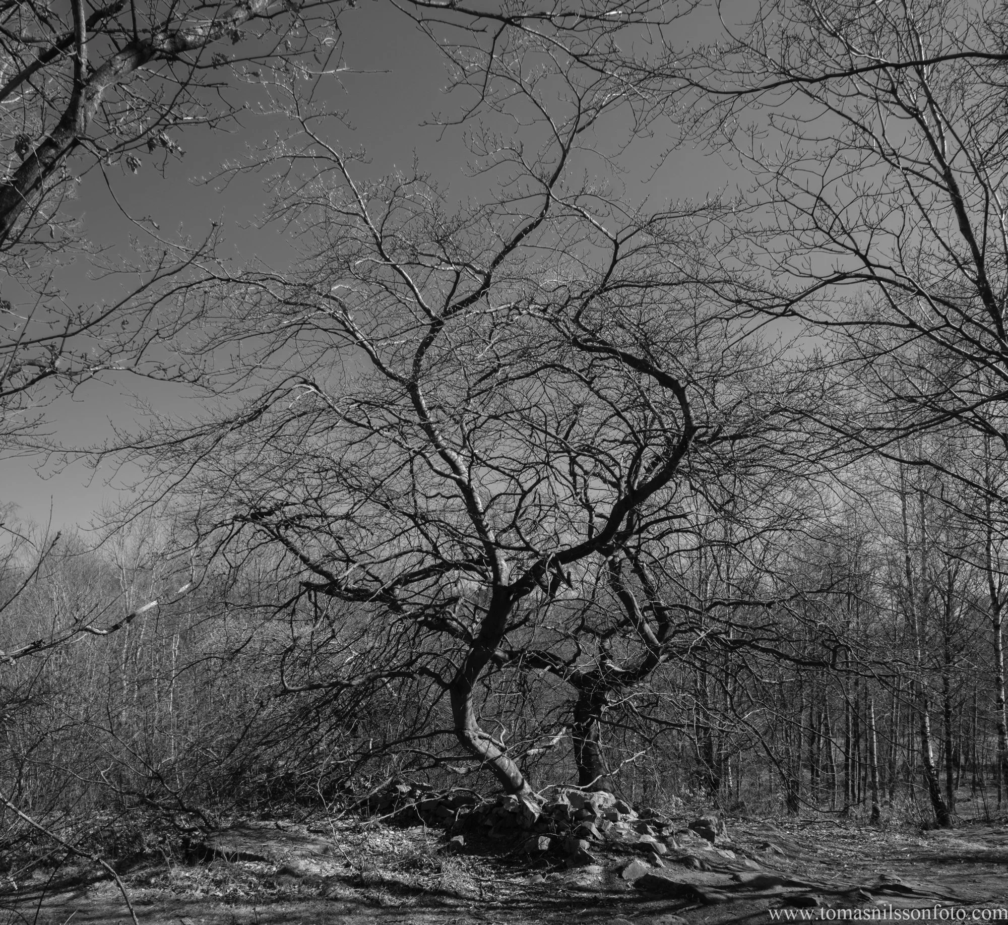 Spring photos in black and white...isn't that against the rules?