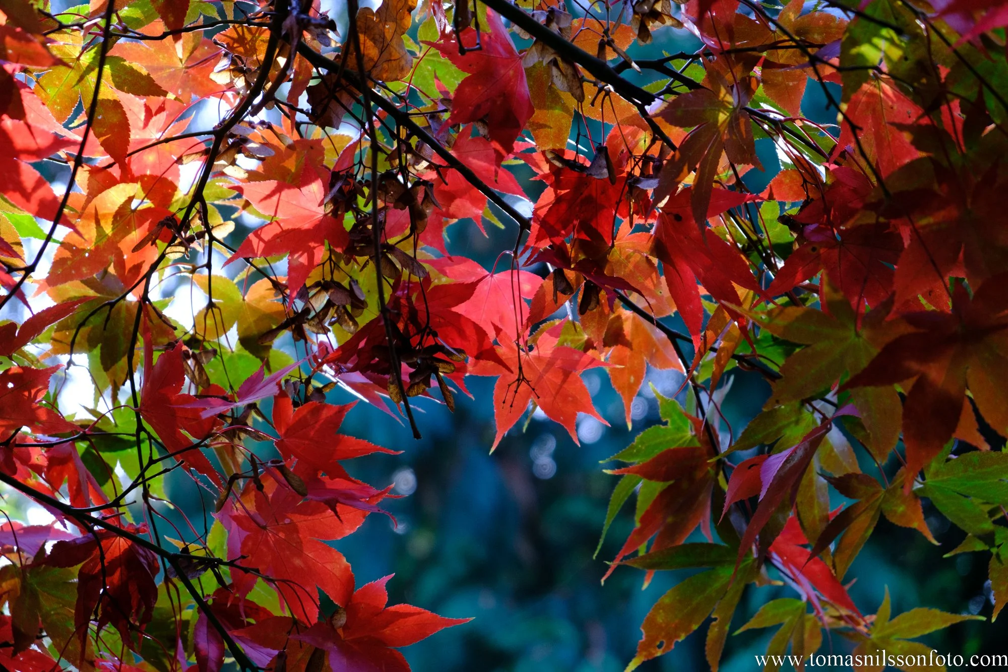 So many colors!