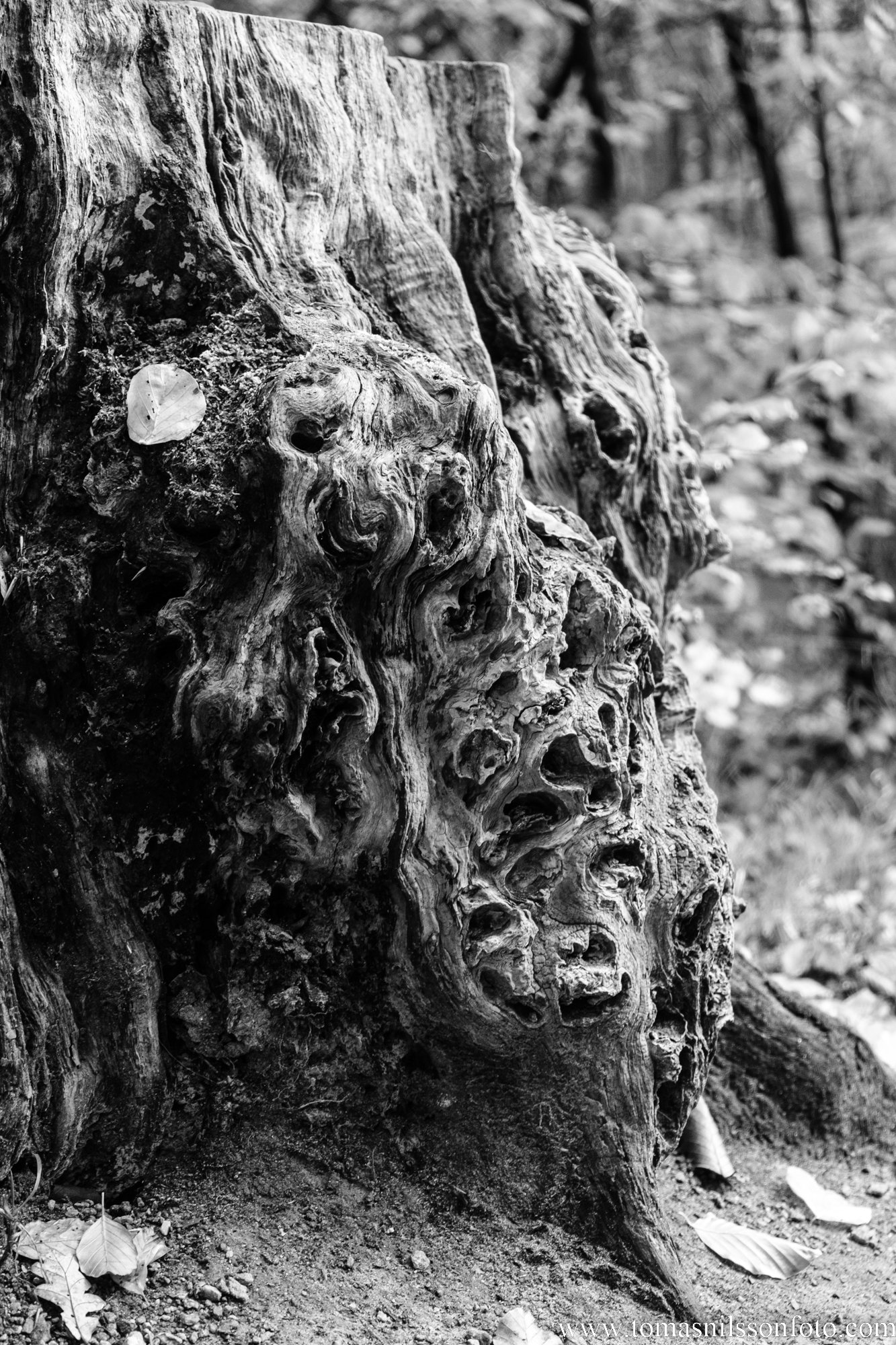 Tree Trunk (Svaneholm, Sweden, 2022)