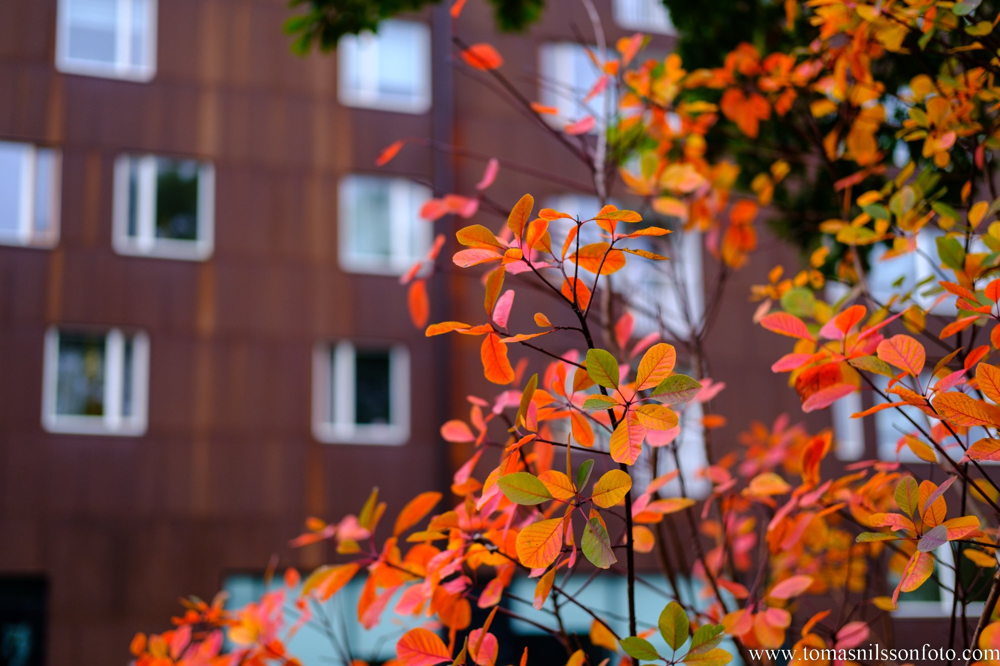 Red & Rust (Malmö, Sweden, 2022)