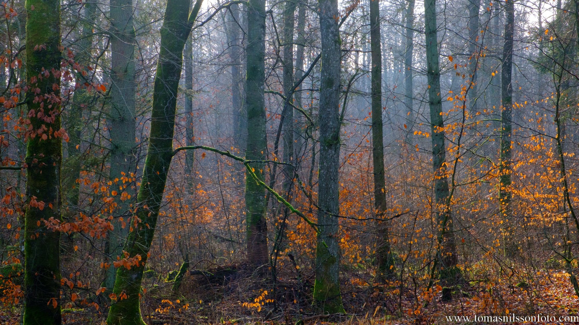Haze in the Forest (Lund, Sweden, 2023)
