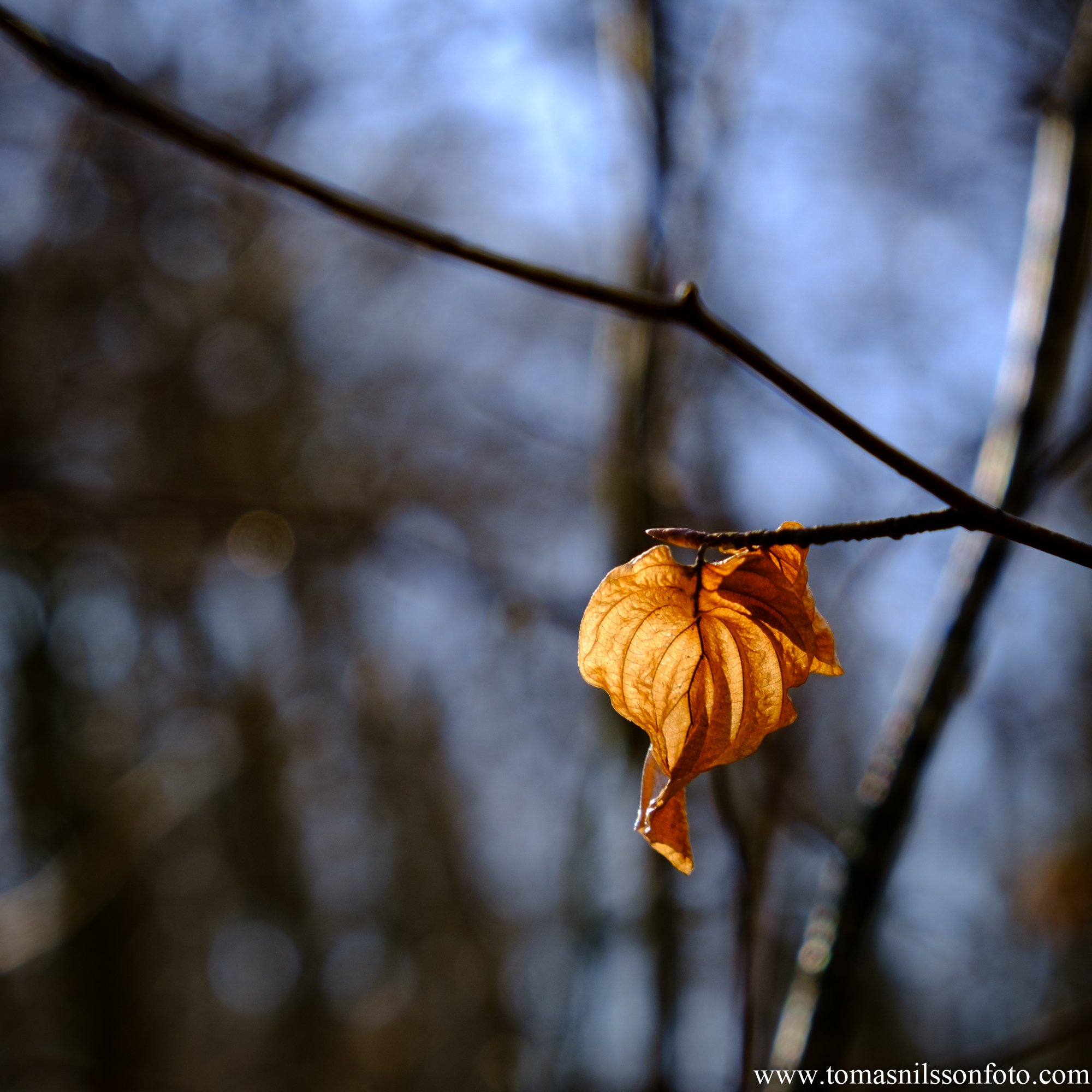 Golden (Dalby, Sweden, 2023)