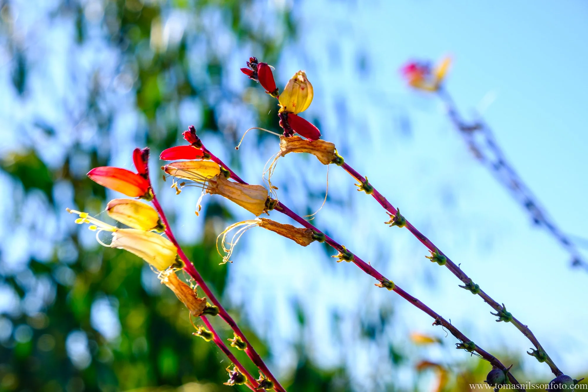 Colors in the Park