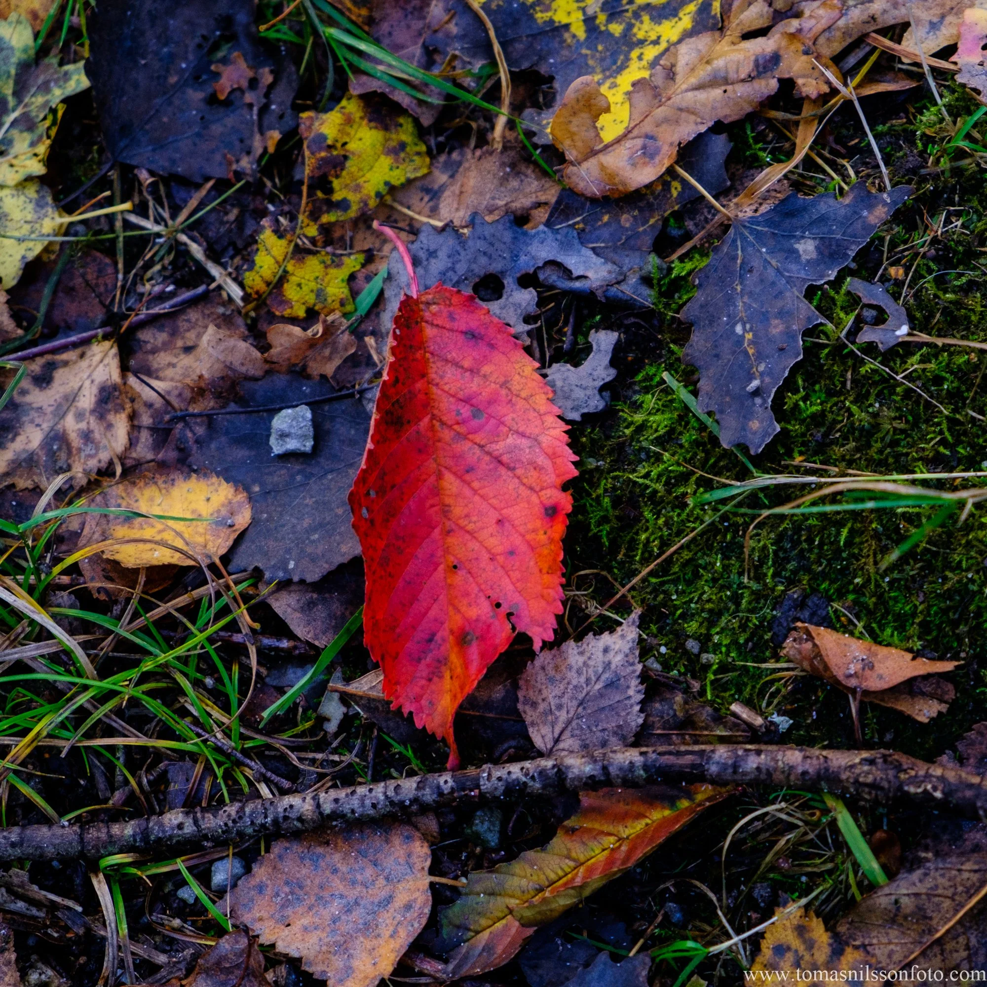 Taking my camera for a walk again...