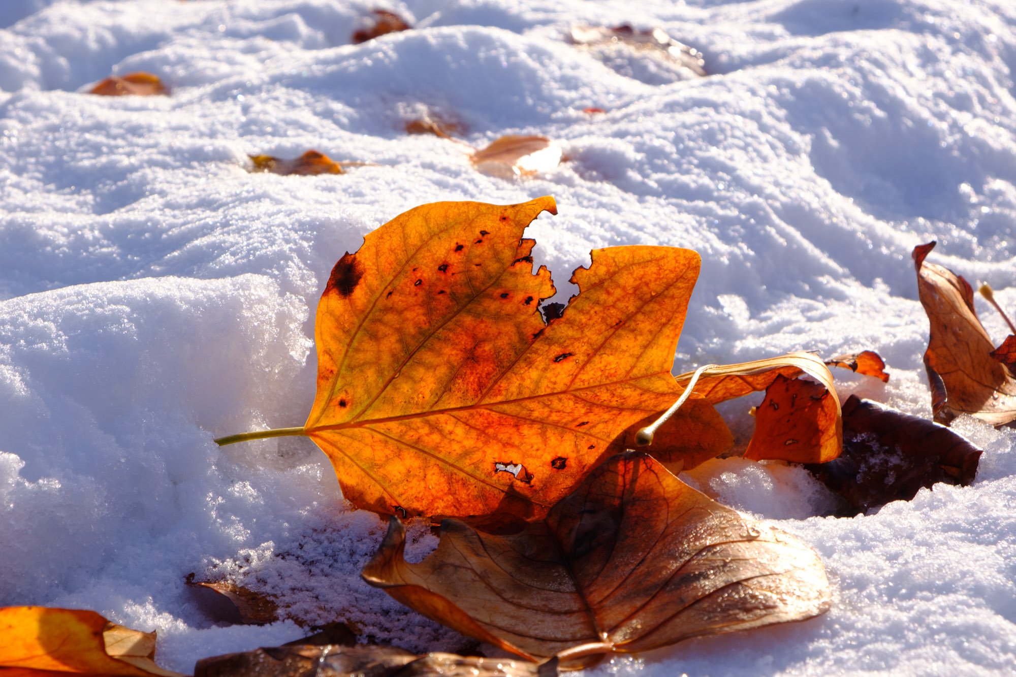 Golden light (Staffanstorp, Sweden, 2024)