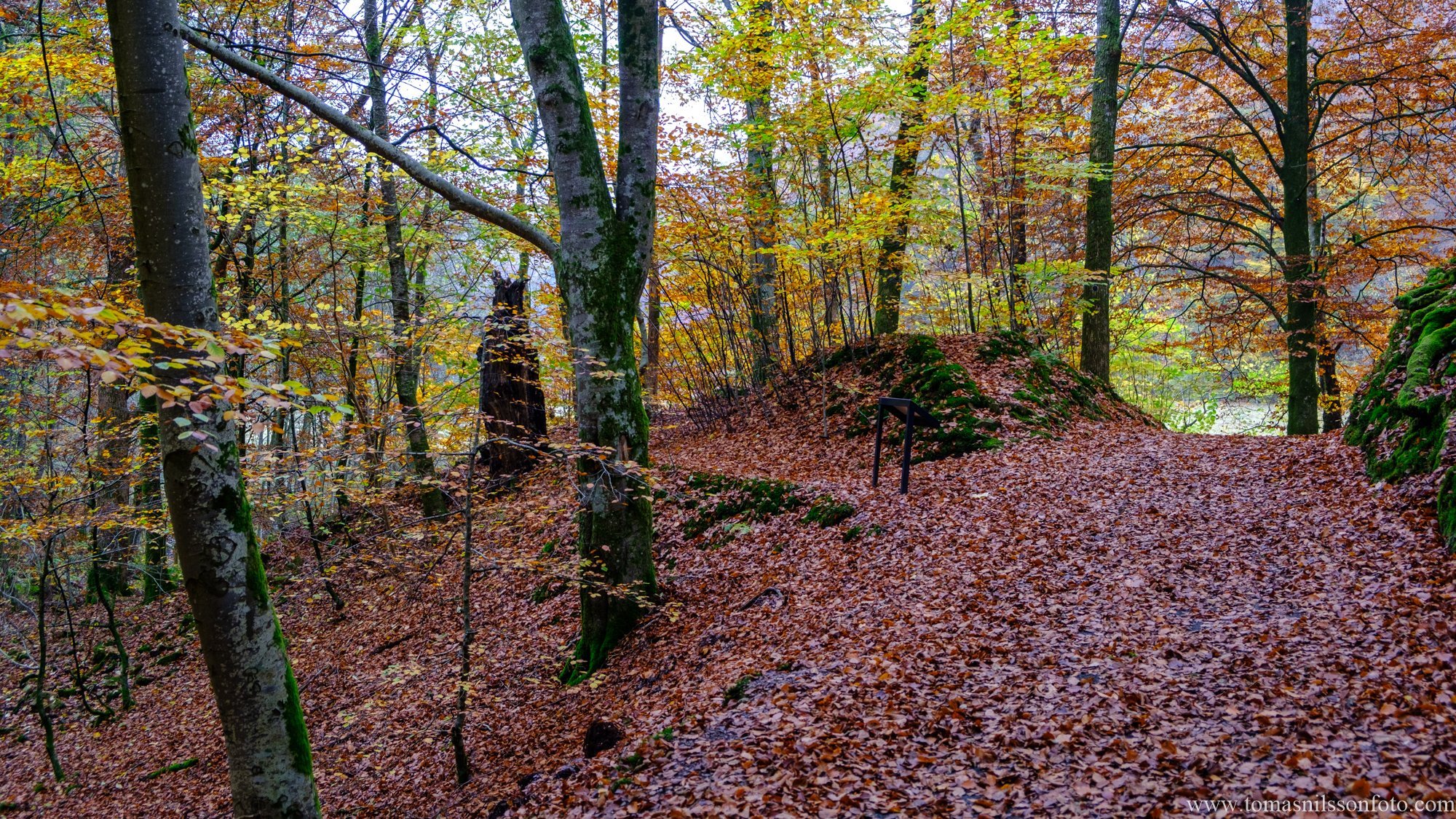 Forest Guardian (Odensjön, Sweden, 2024)