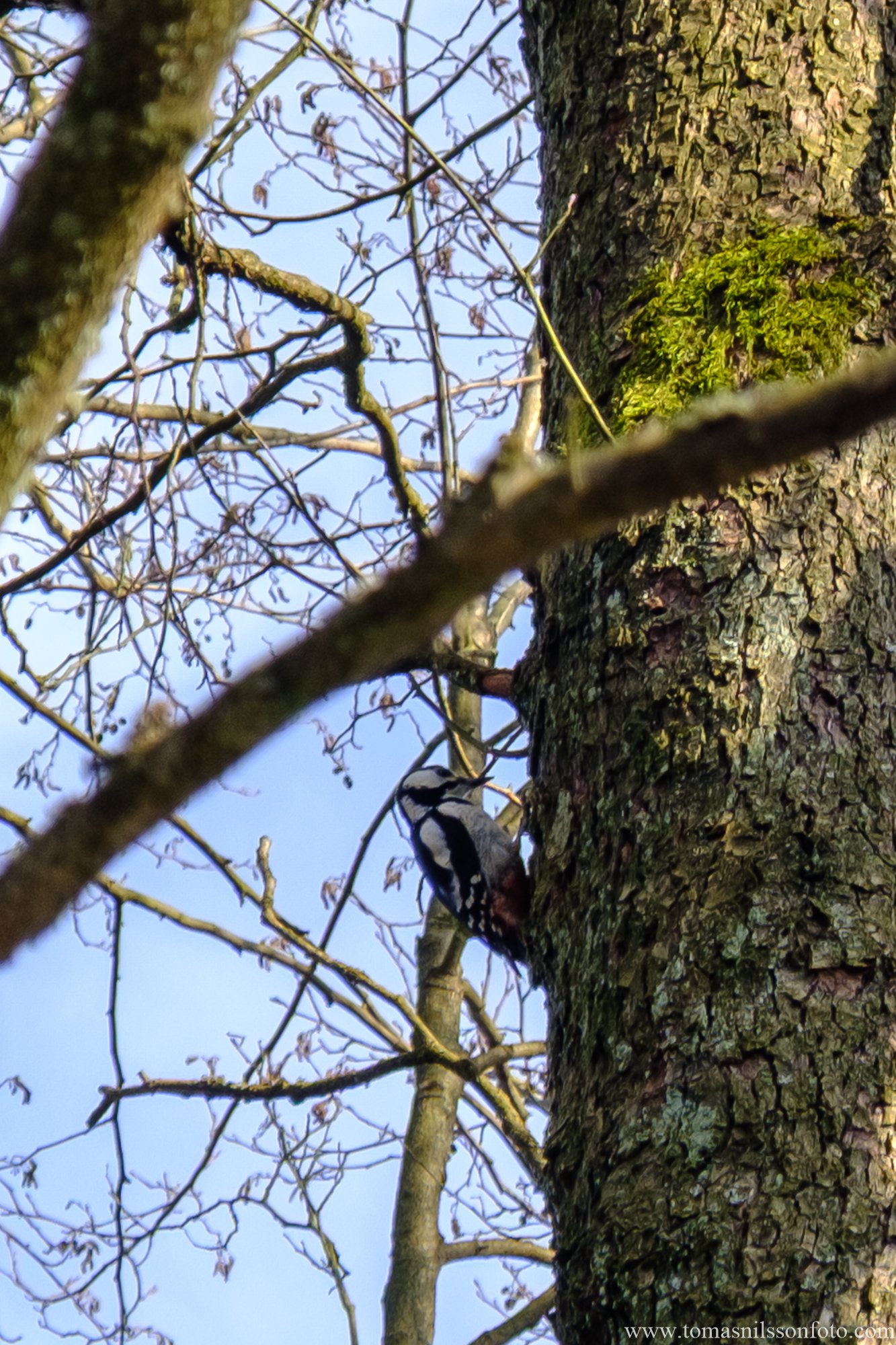Woodpecker (Skrylle, Lund, Sweden, 2025)