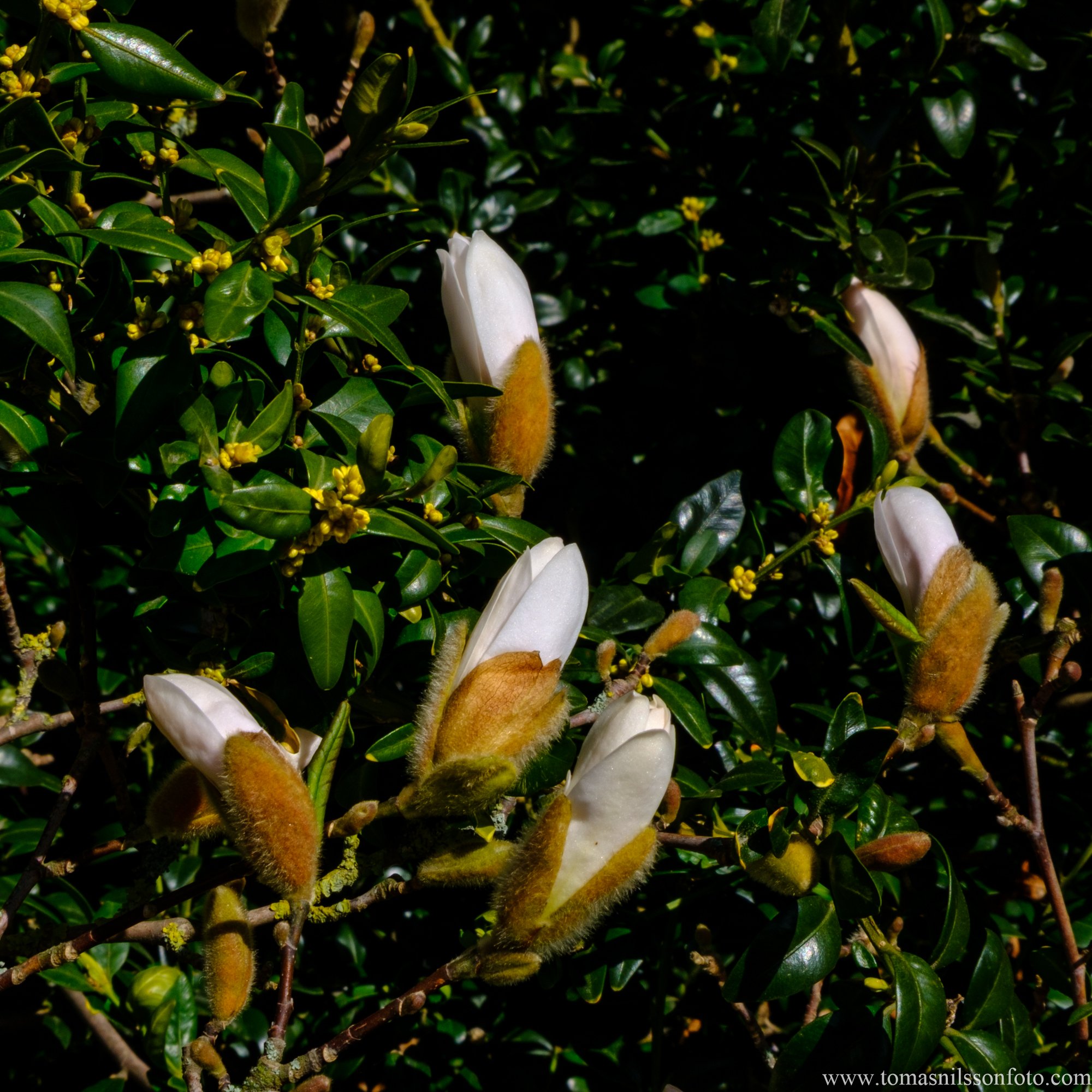Magnolias (Malmö, Sweden, 2025)