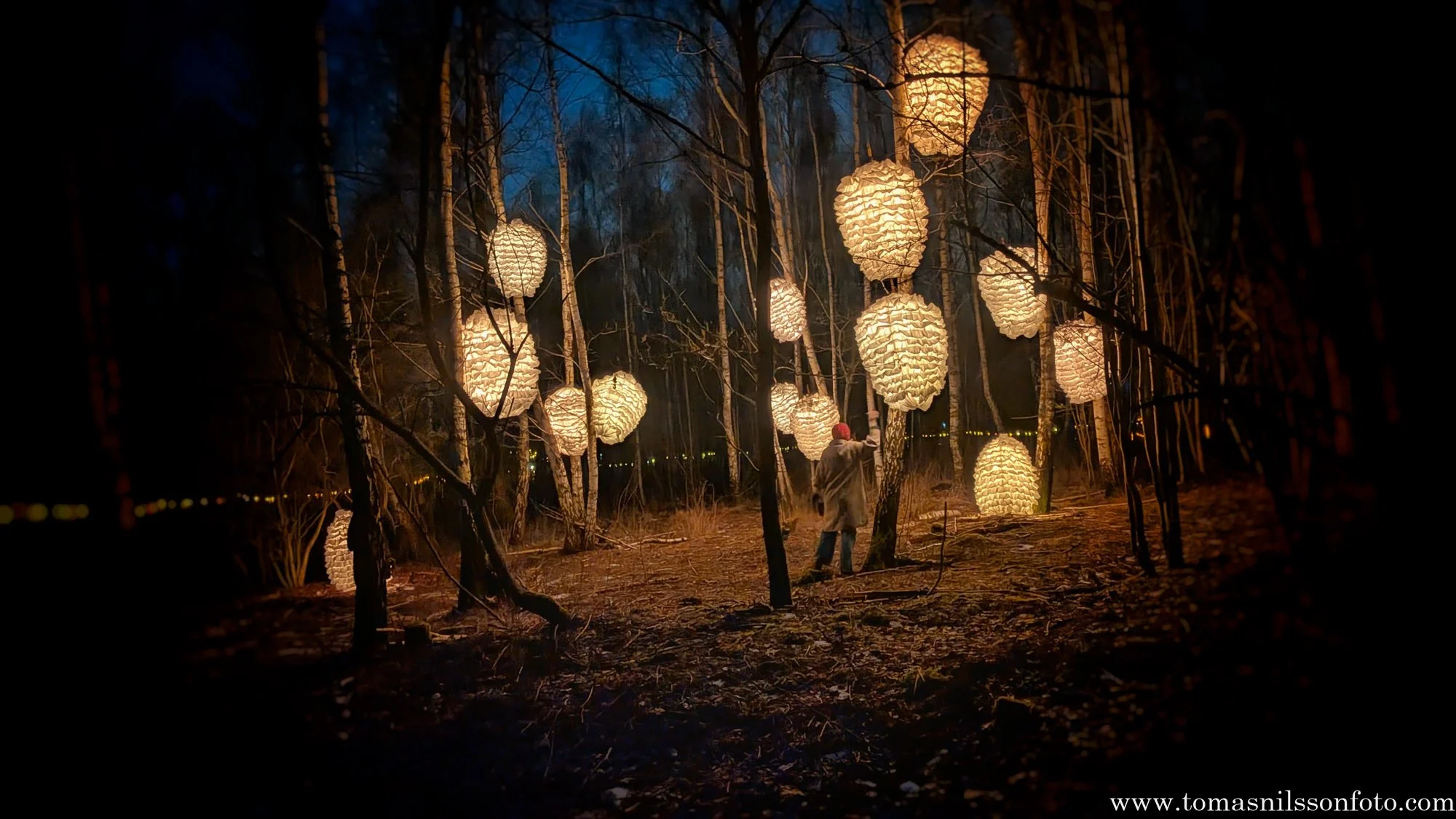 Lights in the woods