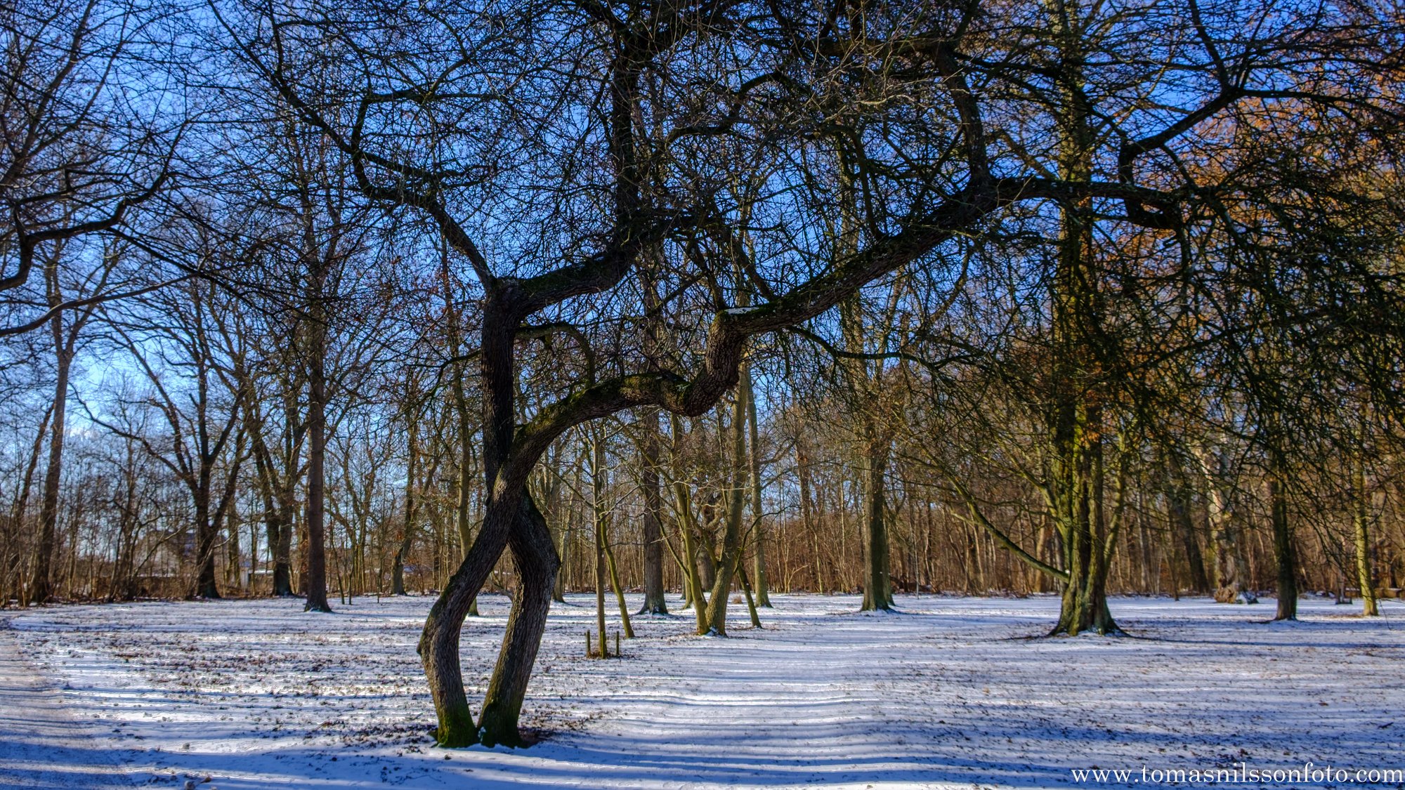 Dancers (Alnarp, Sweden, 2026)