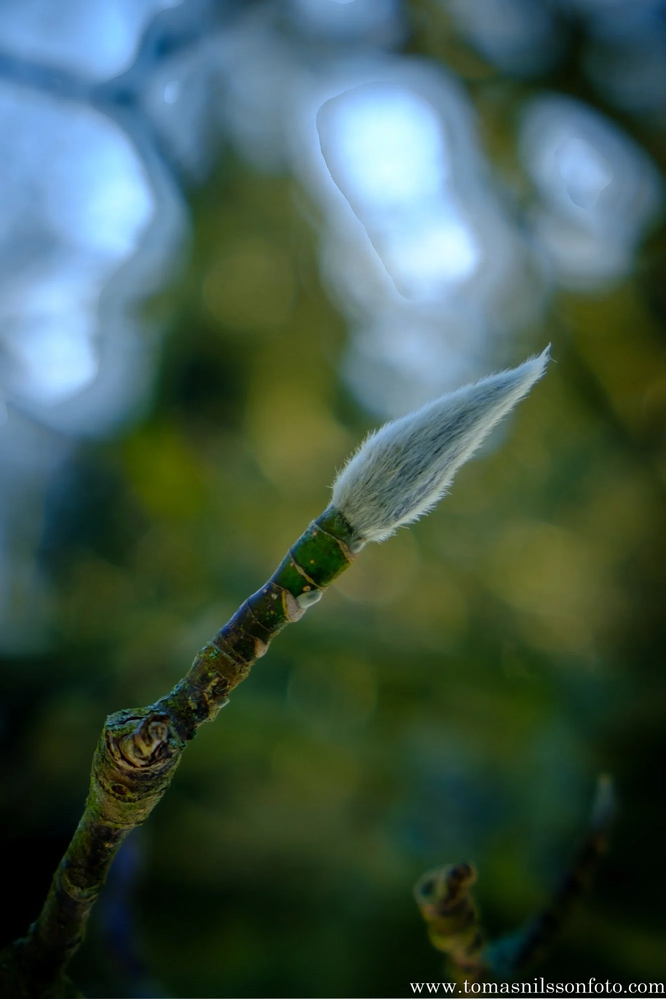 Magnolia Brush (Alnarp,Sweden,2026)