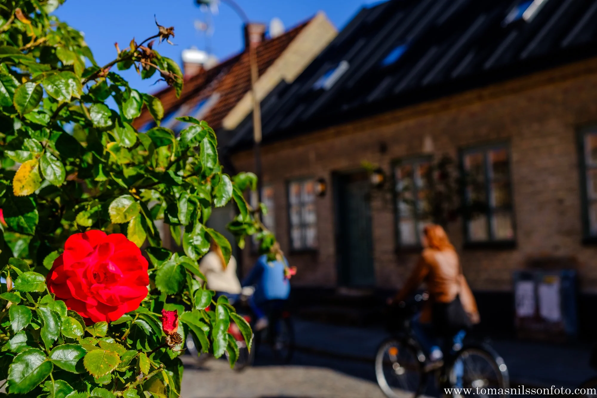 A rose by any other name... (Lund, Sweden, 2025)
