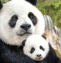 Born In China - Pandamonium!! 