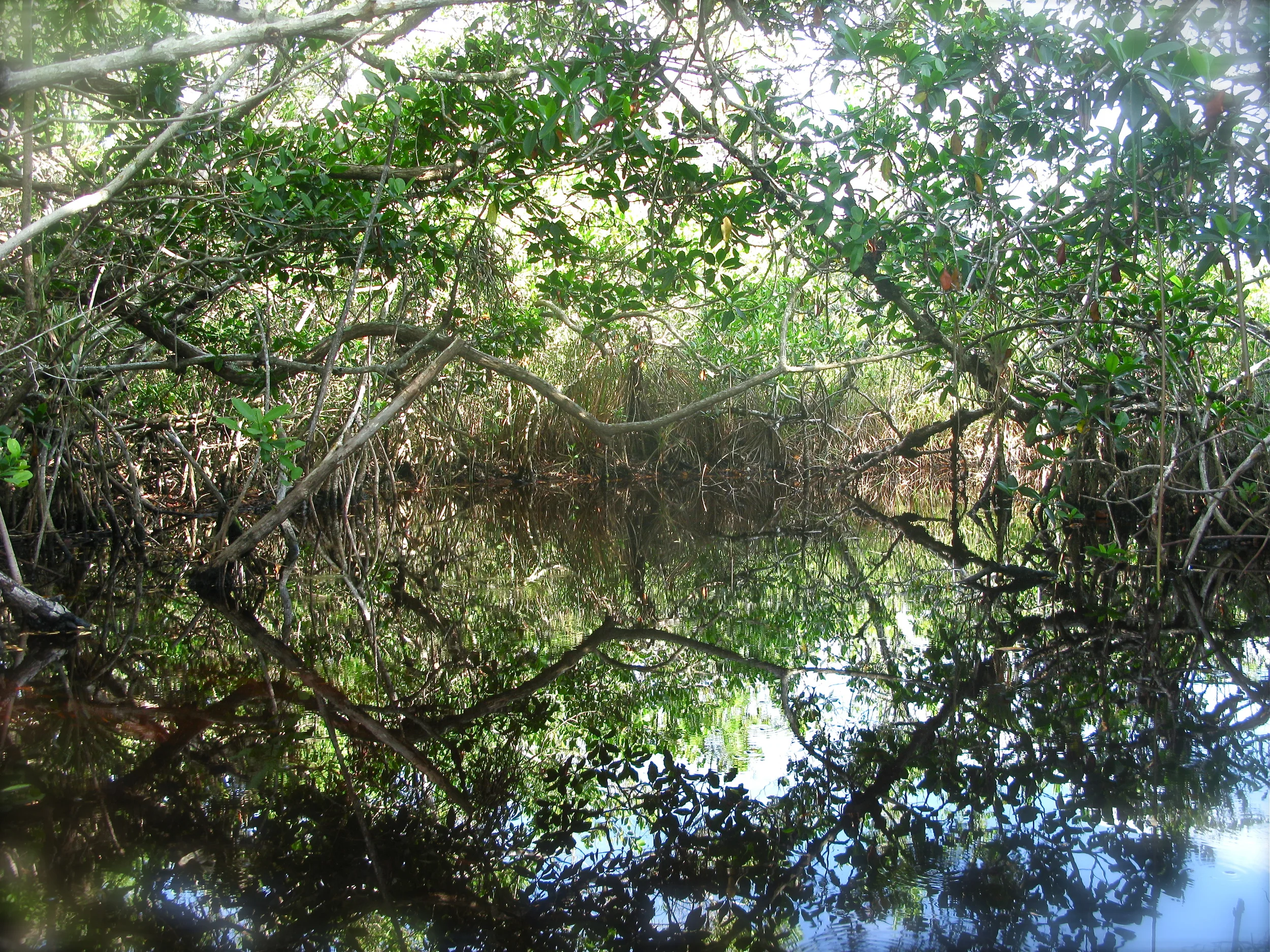 THE SQUARING OF THE UNIVERSE, EVERGLADES, FLORIDA