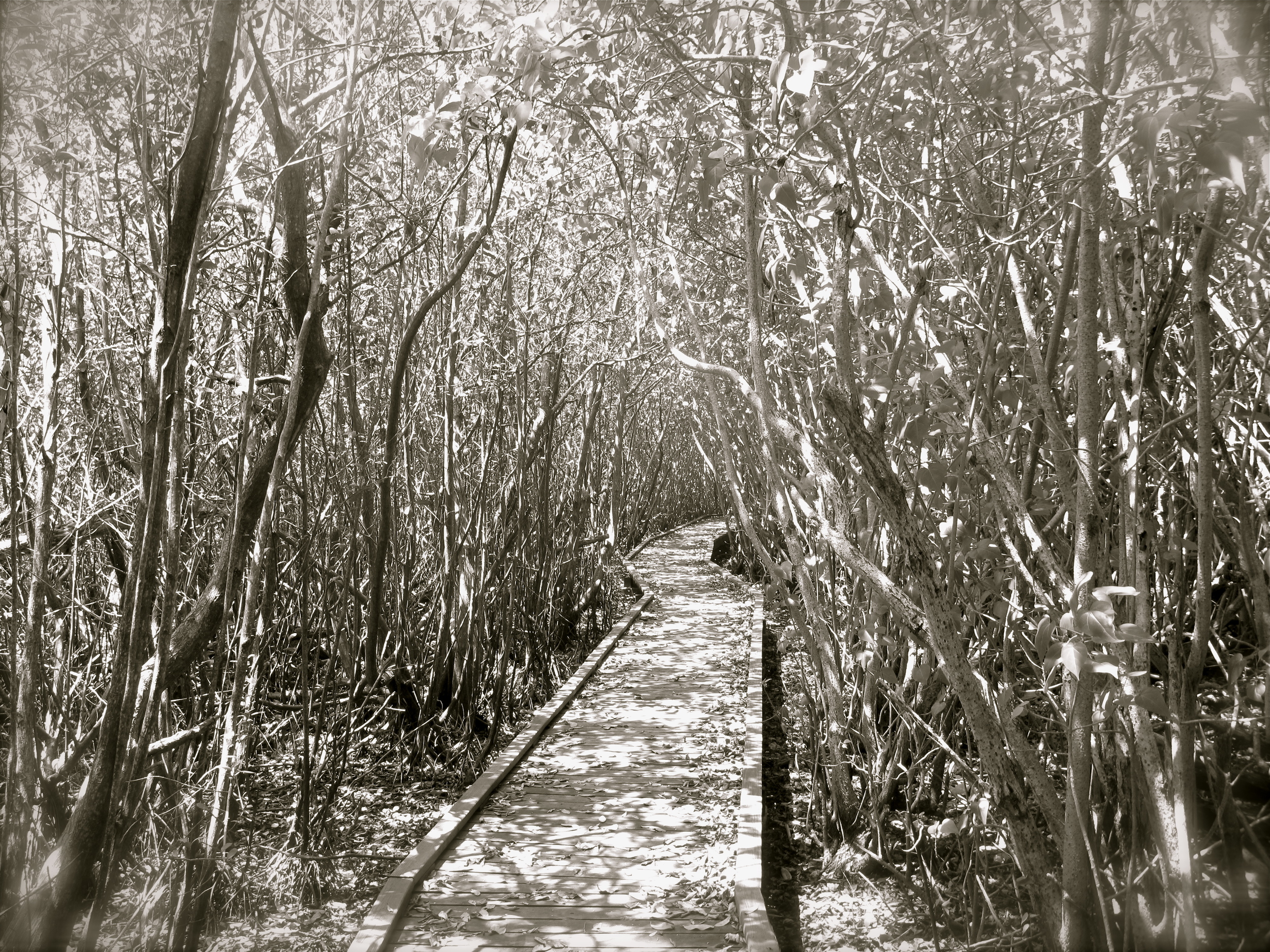 WALKING MEDITATION, SAINT JOHN, VIRGIN ISLANDS