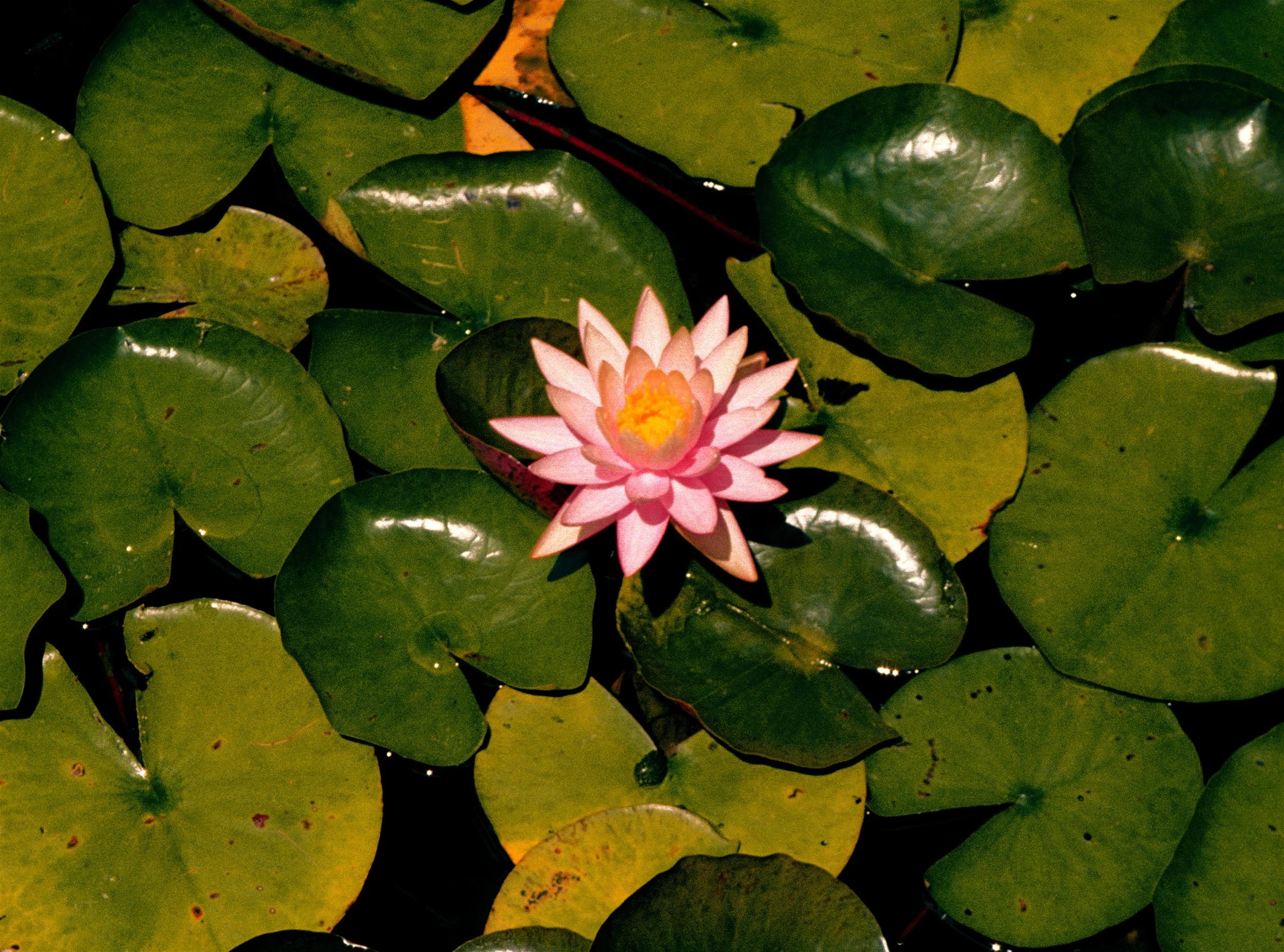 ENLIGHTENMENT, CHICAGO, ILLINOIS