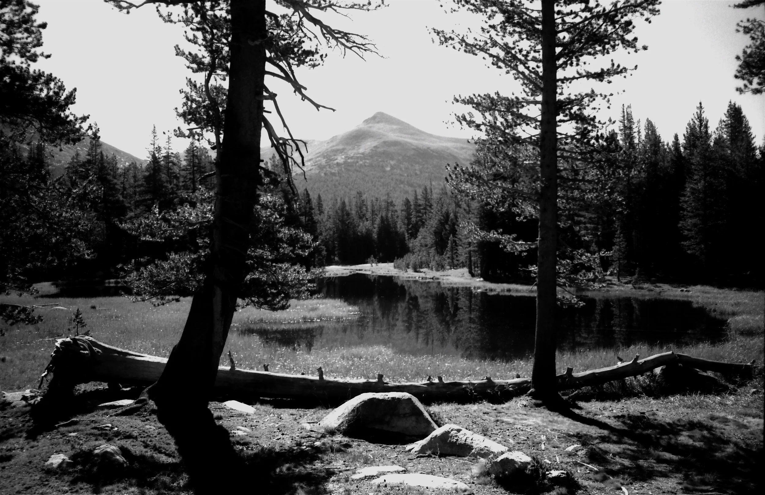 LAND EMBRYO, YOSEMITE, CALIFORNIA