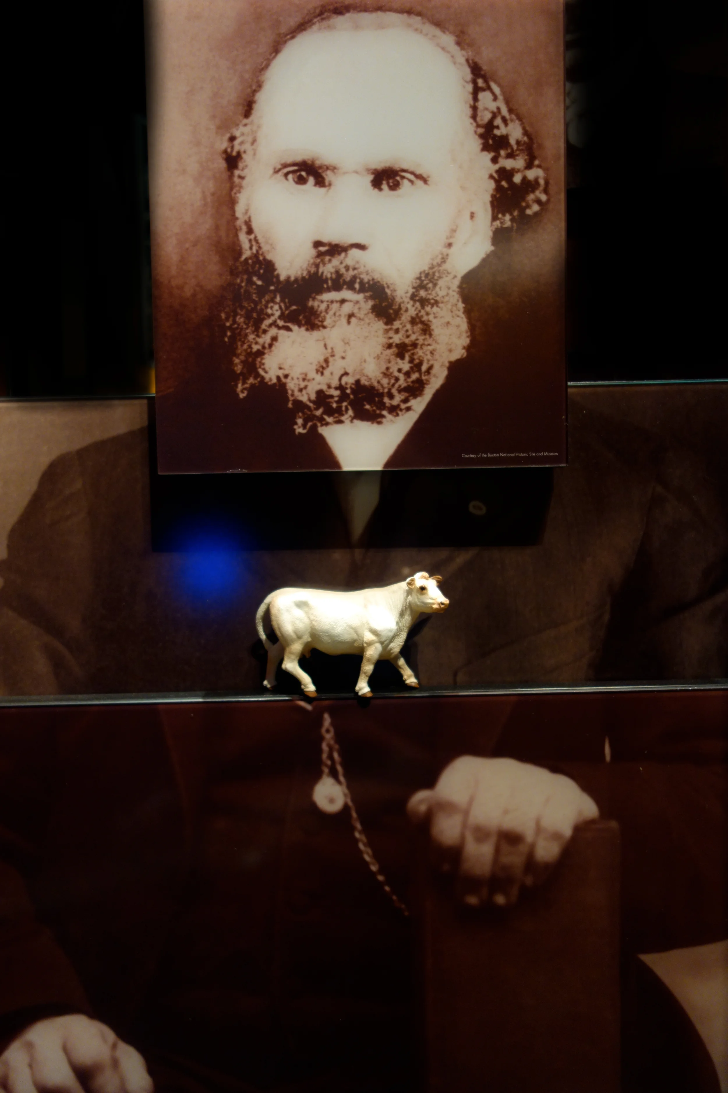 MRS. COW HOLDING AN ANTI-SLAVERY RALLY FROM THE CENTER OF MR. ABRAHAM SHADD'S HEART 2013