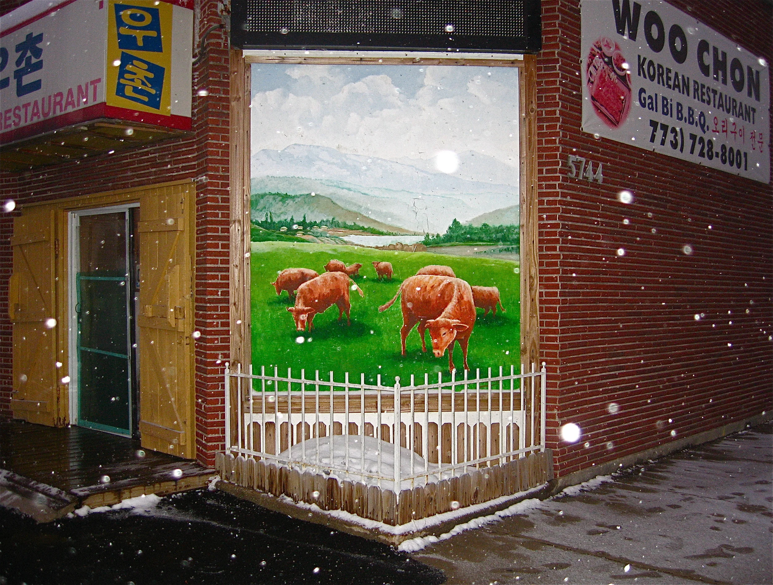 GRAZING CATTLE, CHICAGO, ILLINOIS