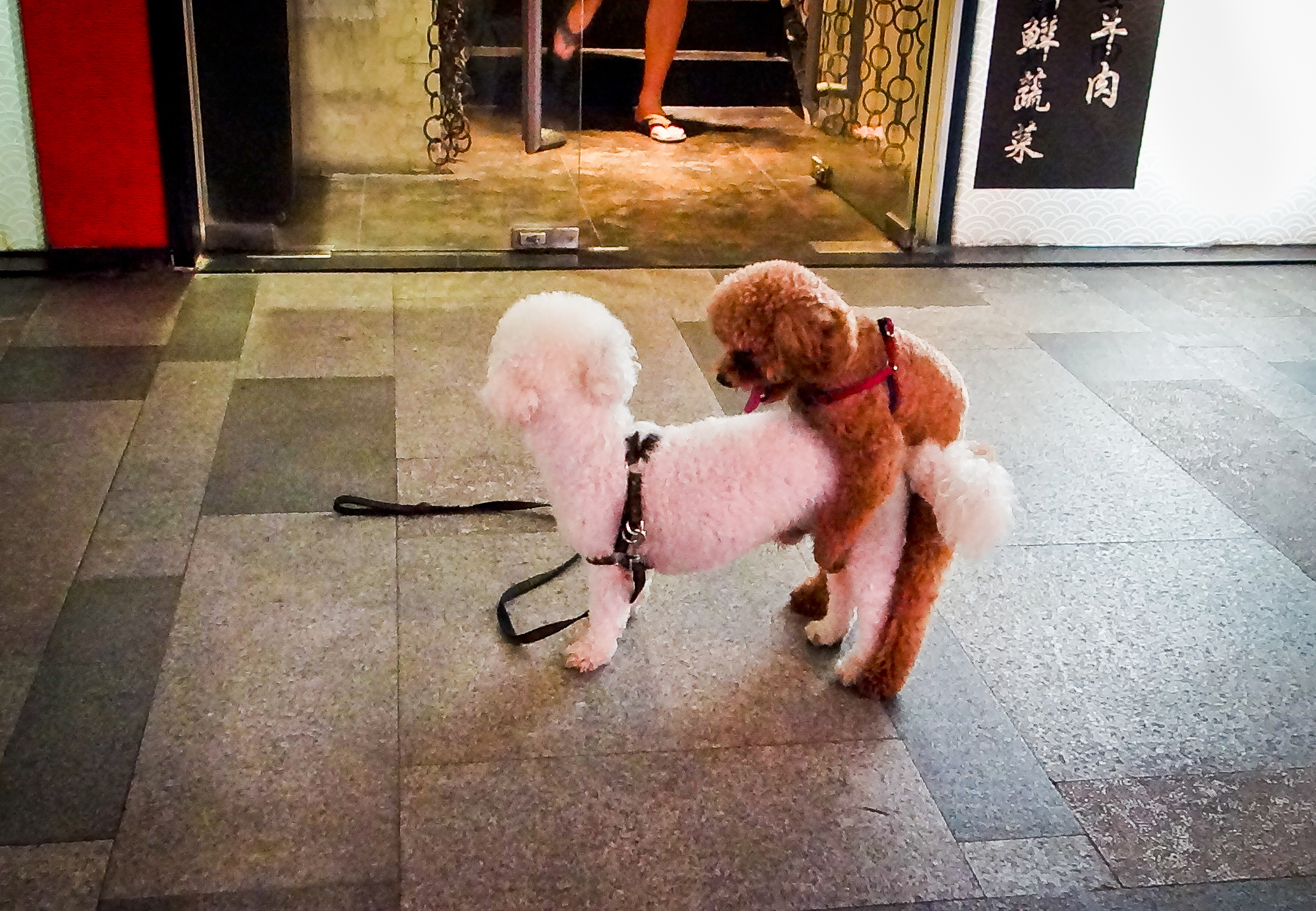 COPULATING YIN AND YANG