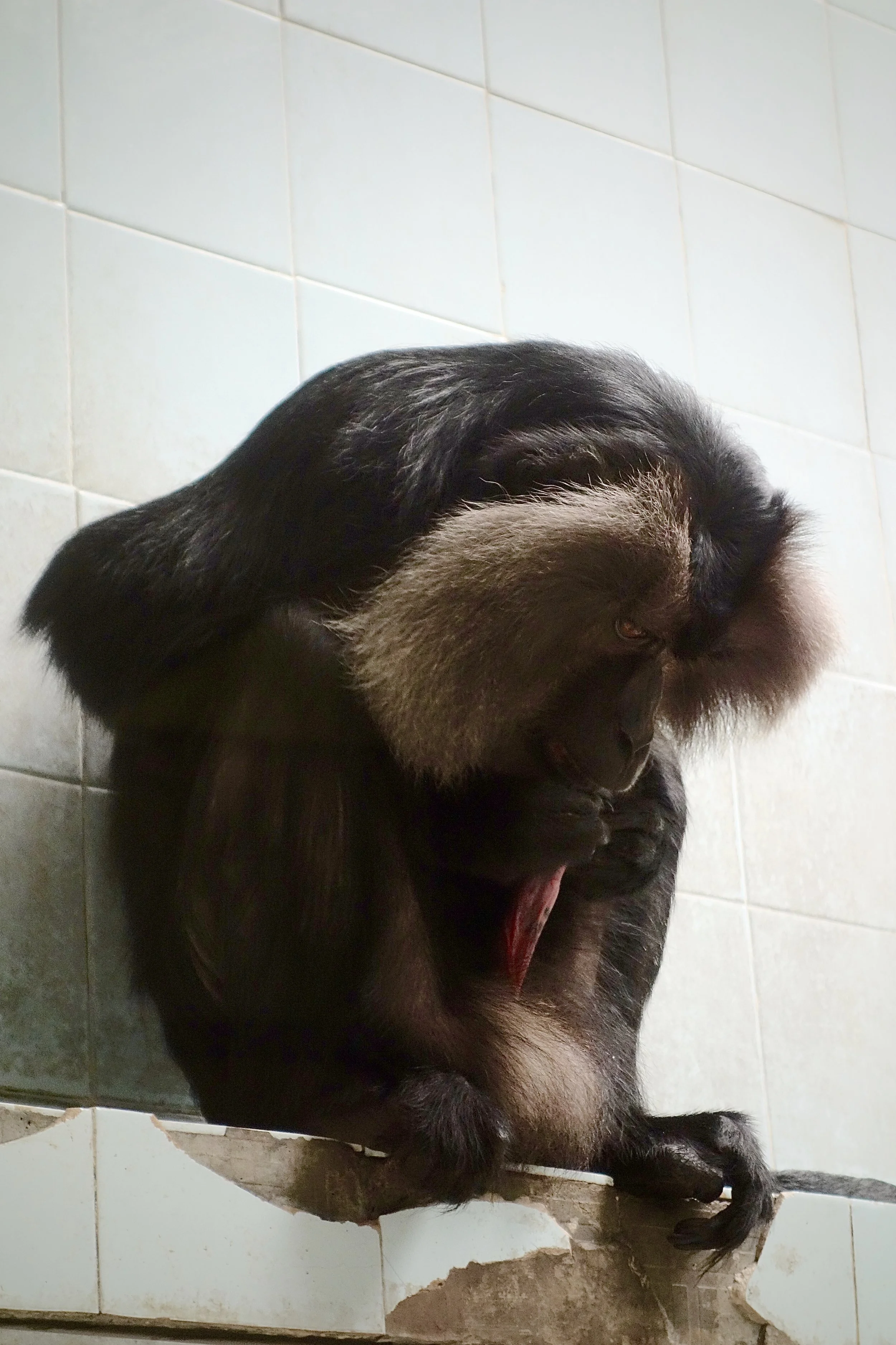 MASTURBATING MONKEY #1