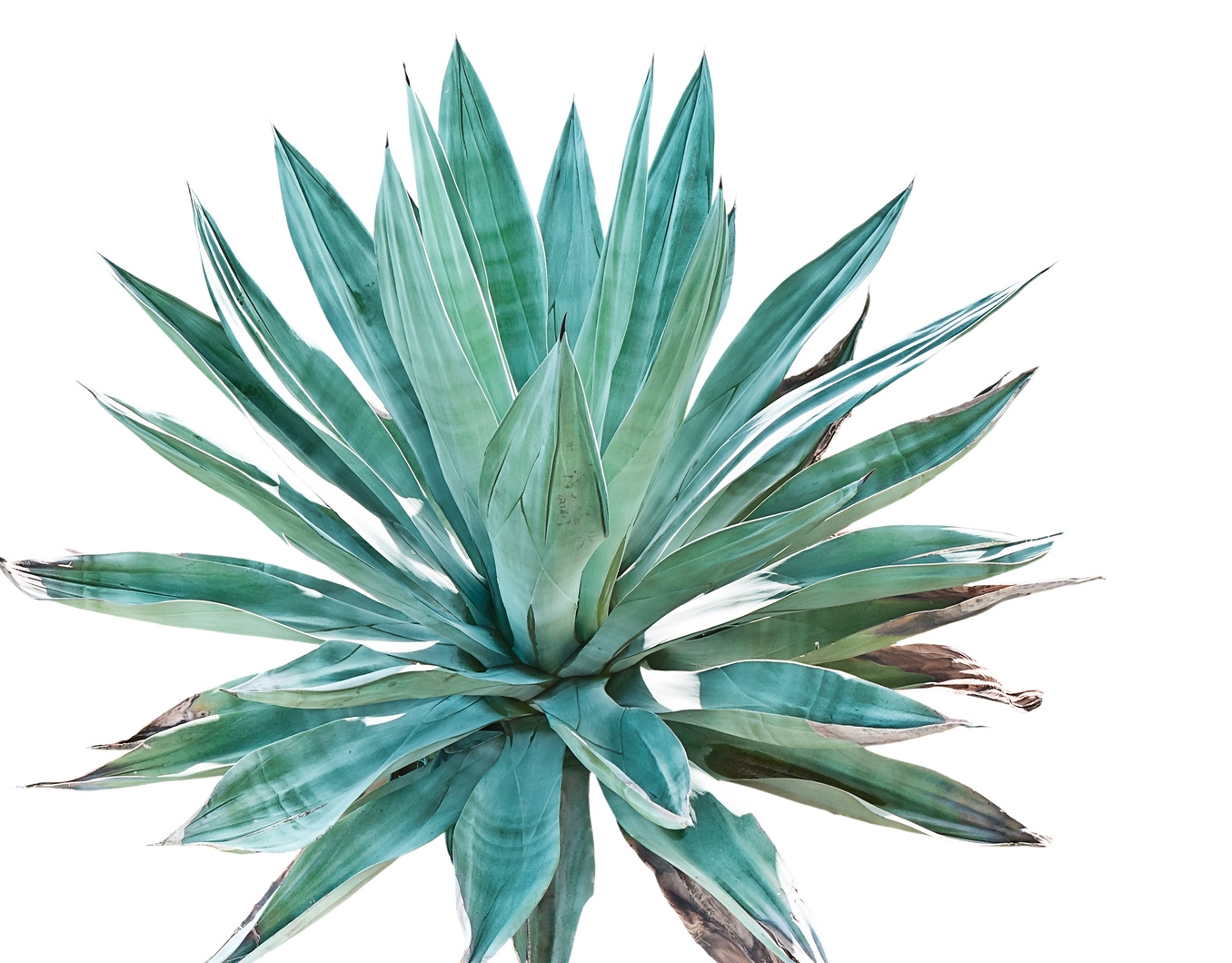 agave.jpg