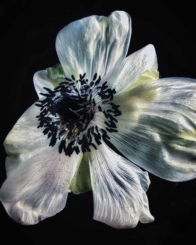 I’m feeling a little like this anemone today after about ninety minutes sleep last night, slightly wilted around the edges. Hope you’ve had a more productive Monday than I’ve managed!