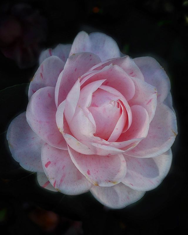 Glorious winter sunshine, Daughter’s Birthday celebrations, cosy pub lunches and actual snow deep enough to walk on (which is a novelty in these parts!) has made for a pretty chilled weekend. Throw in the beautiful blooming Camellias at Chiswick House Gardens and I feel pretty ready to take on the week ahead! Hope you’ve all had a lovely weekend 🌸