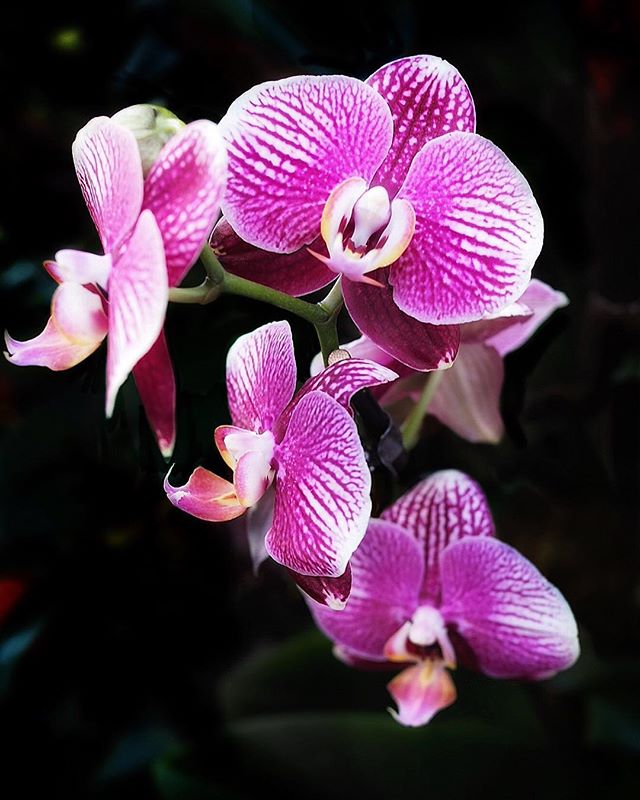 It was lovely to see so much exotic colour at @kewgardens Orchid display this week. Such a welcome change from the February drabness of our garden right now! Thanks to my friend @graceandflora for keeping me company 🌸