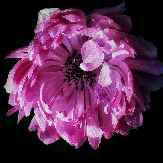 Just an anemone...giving out a gentle sigh and warming its petals in the winter sun...